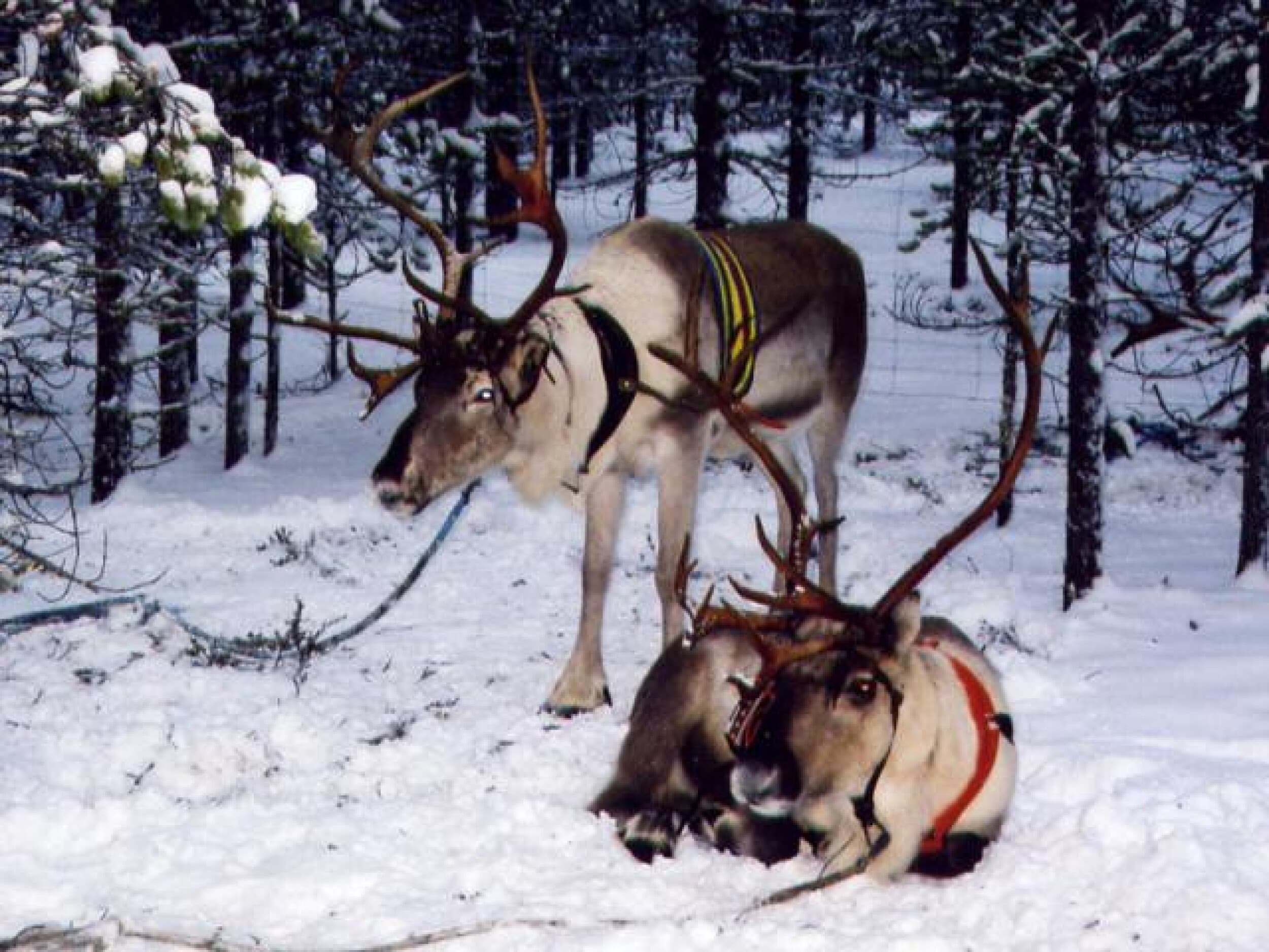 Porosafari kahdelle | Kuusamo | Elamyslahjat