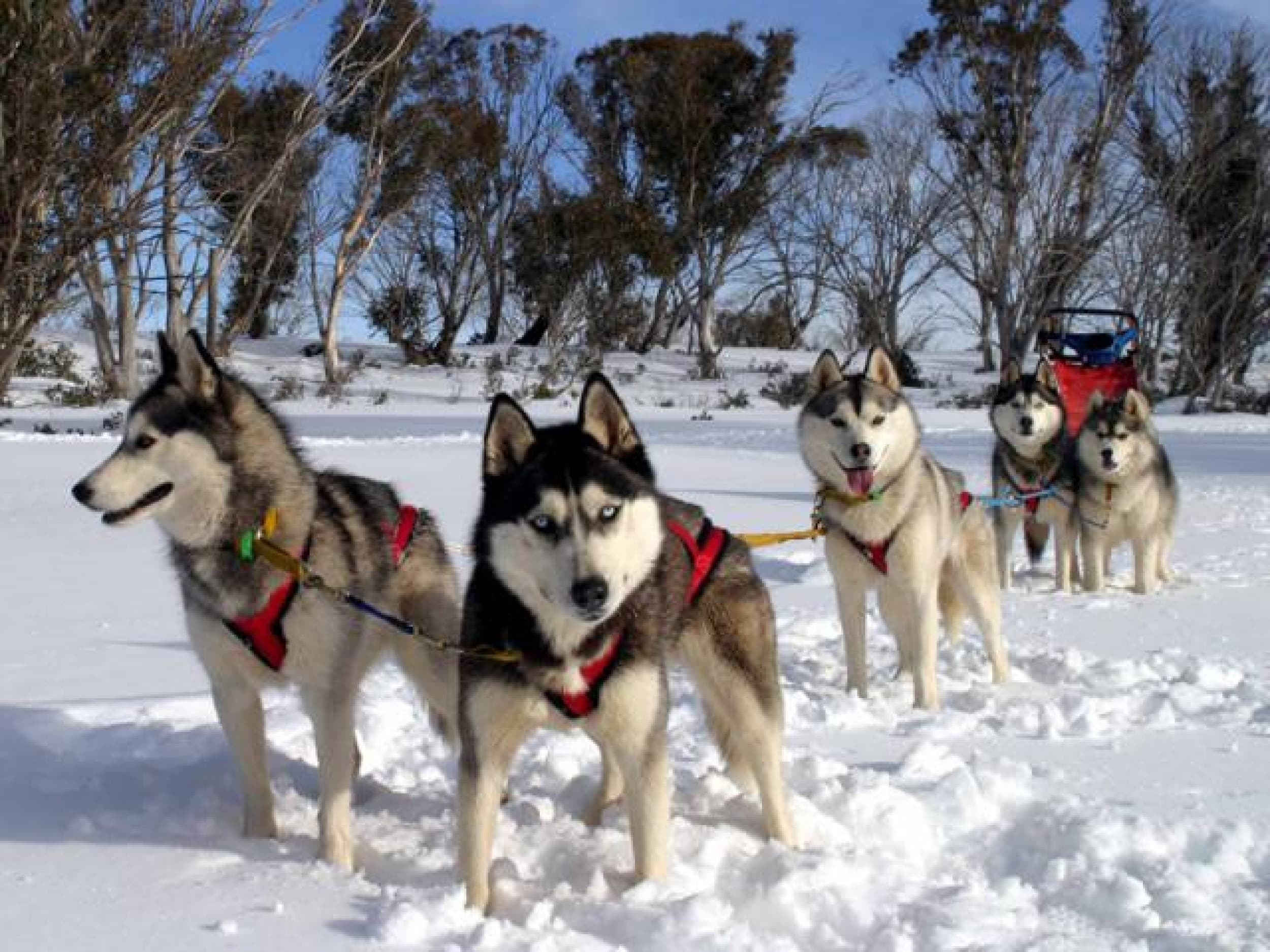 Huskysafari kahdelle | Kuusamo