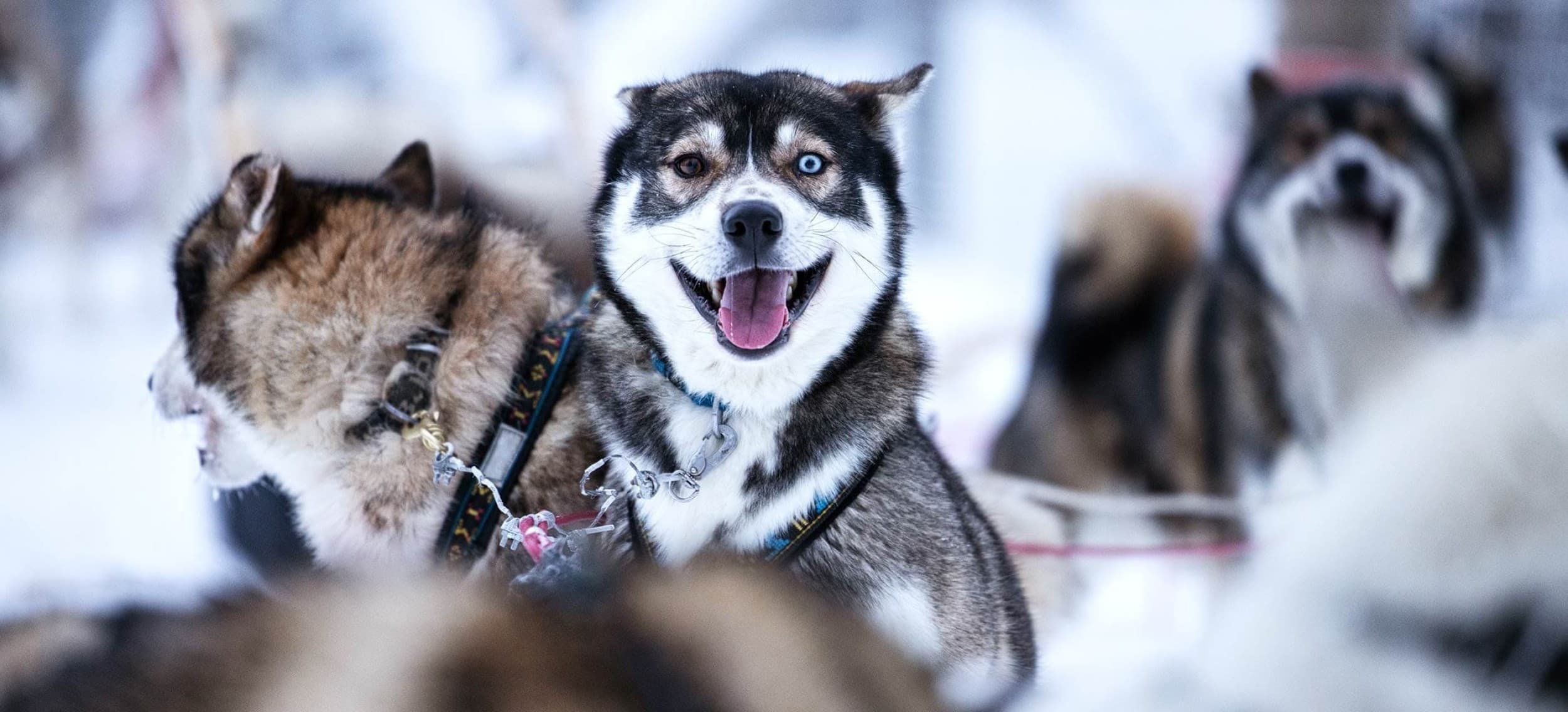 Moottorikelkka- ja huskysafari kahdelle | Ruka, Kuusamo