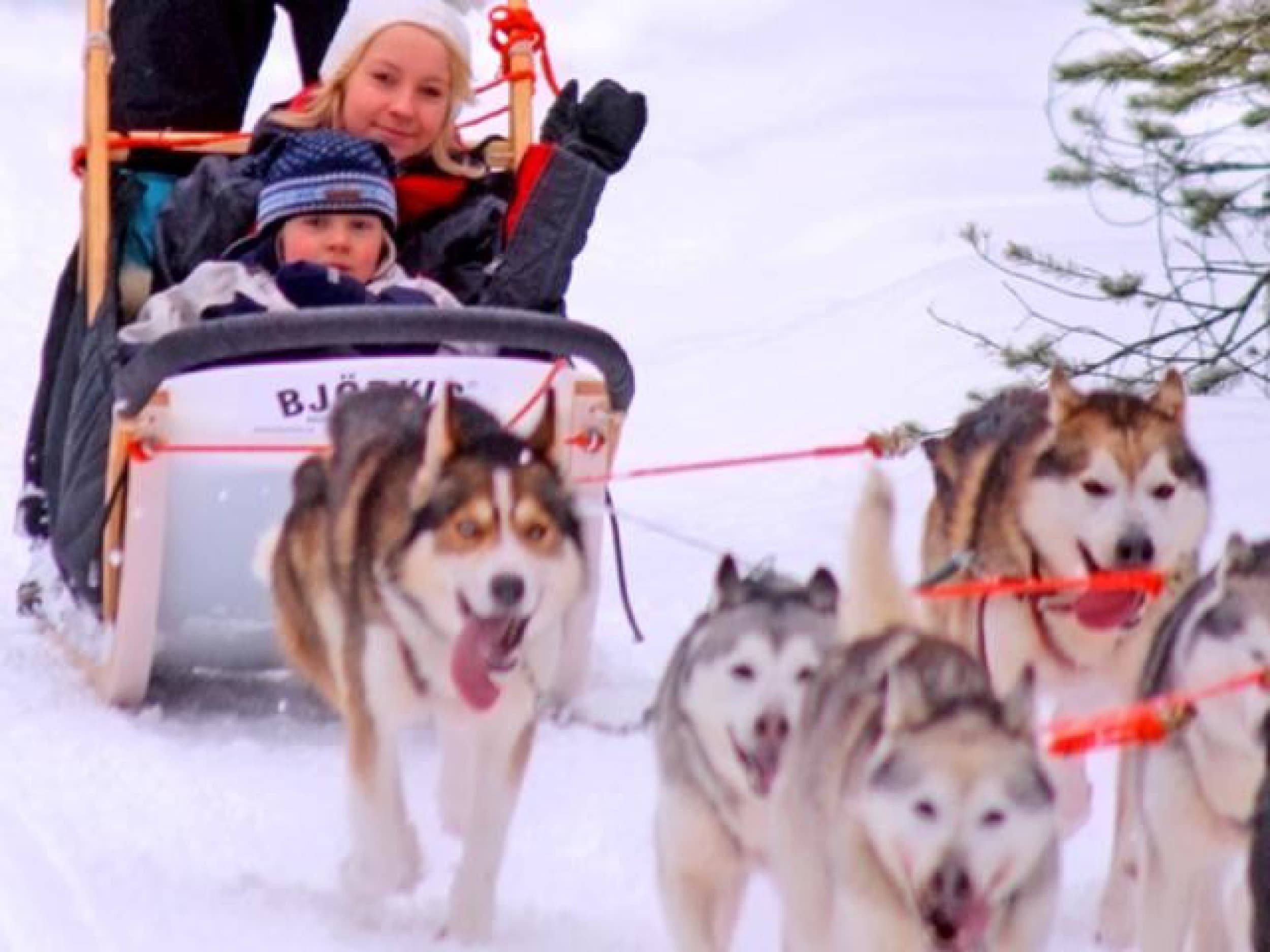 Huskysafari neljälle | Kuusamo