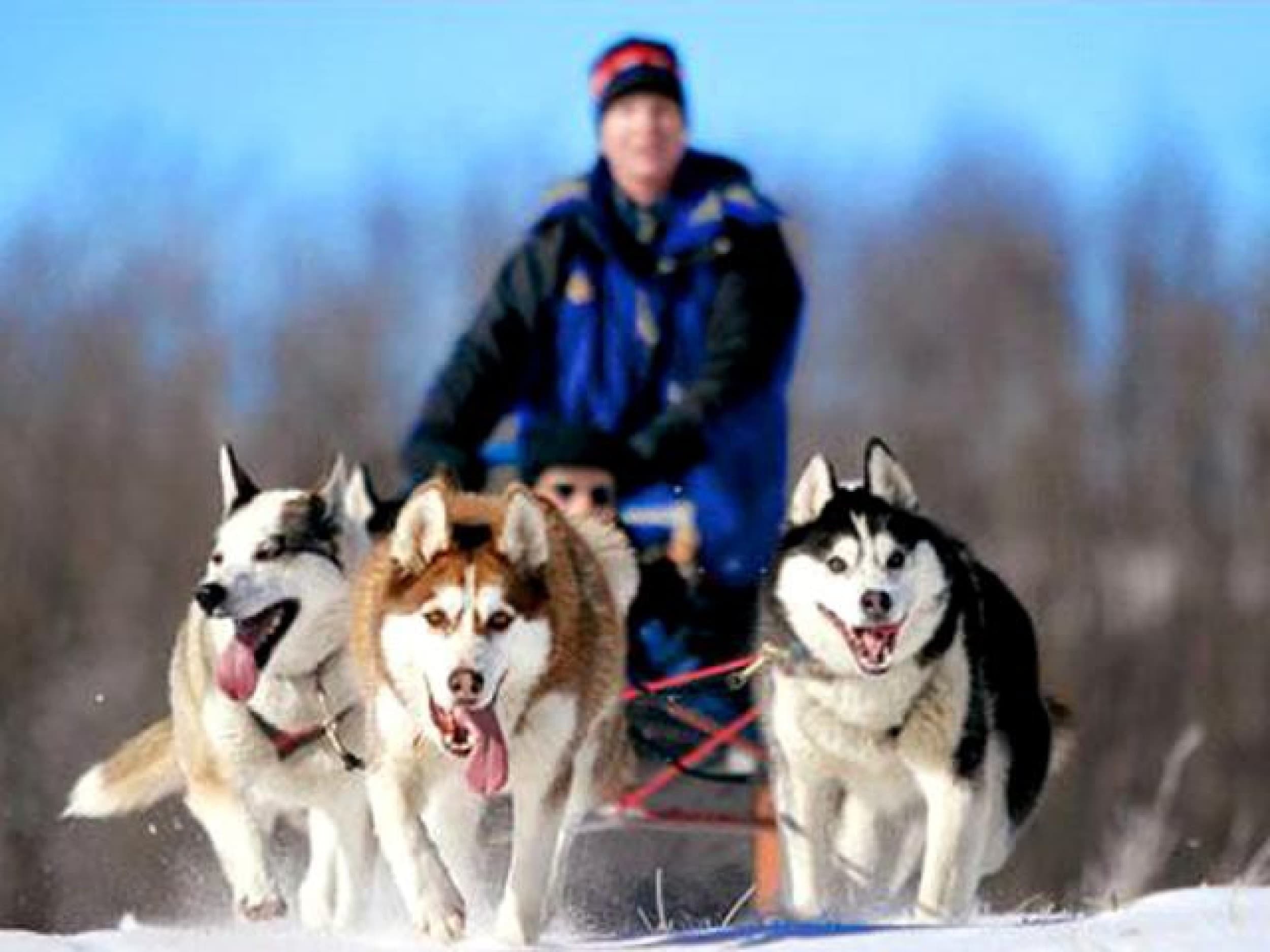 Huskysafari neljälle | Kuusamo