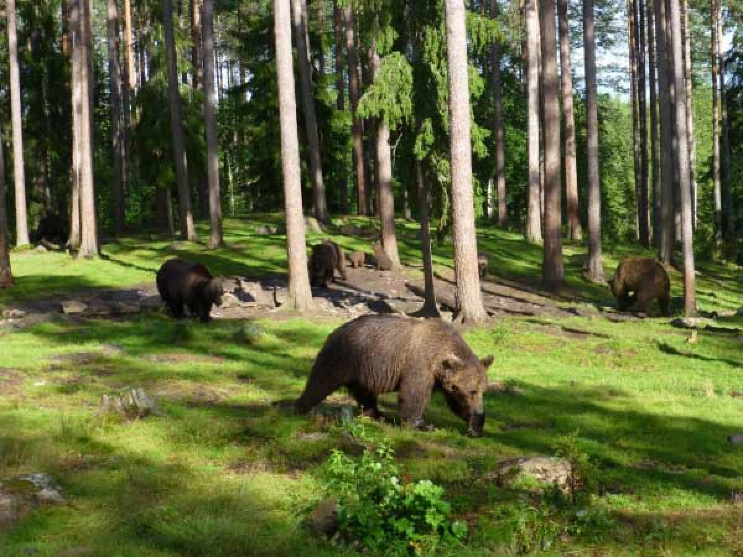Karhuyö Martinselkosessa | Suomussalmi | Elamyslahjat