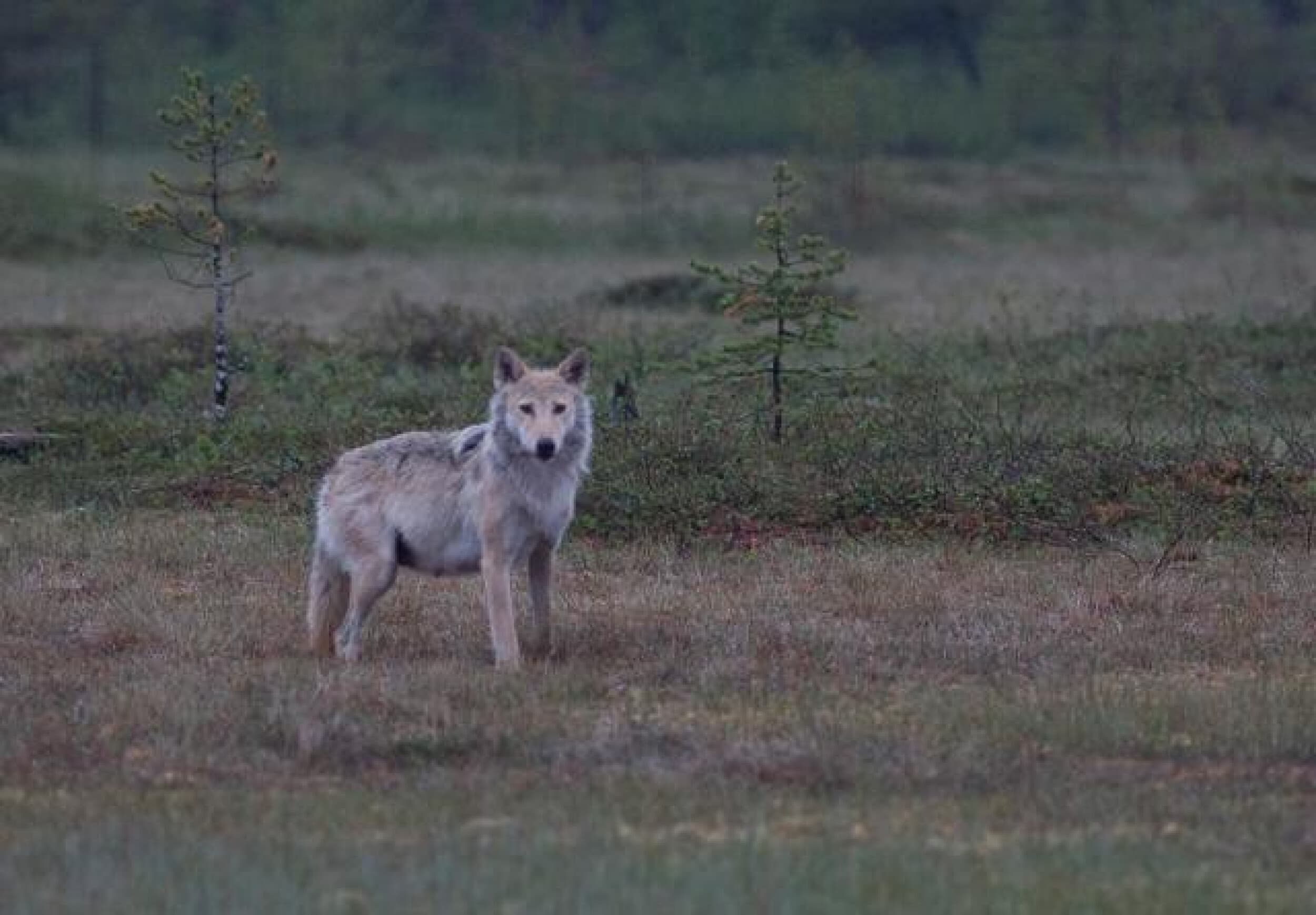 Yö petojen mailla | Kuhmo