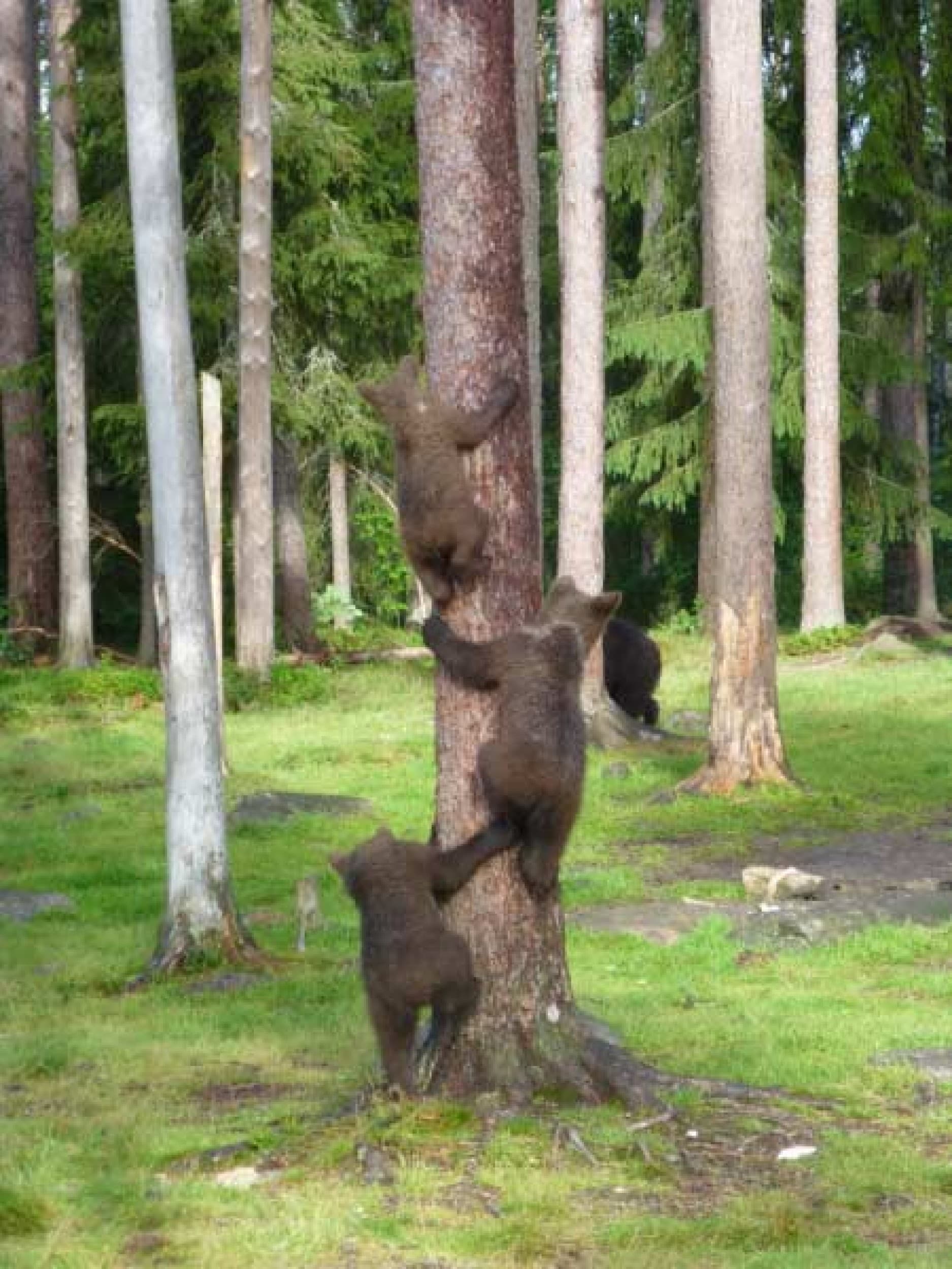 Yö petojen mailla | Kuhmo