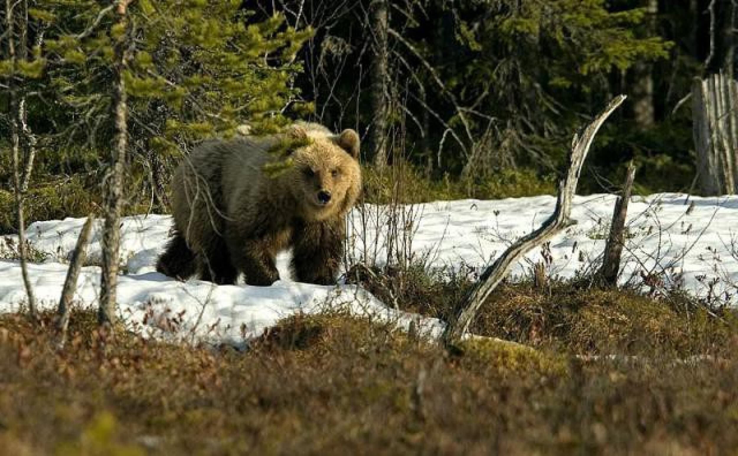 Iltaretki karhukojulle (2:lle) | Suomussalmi