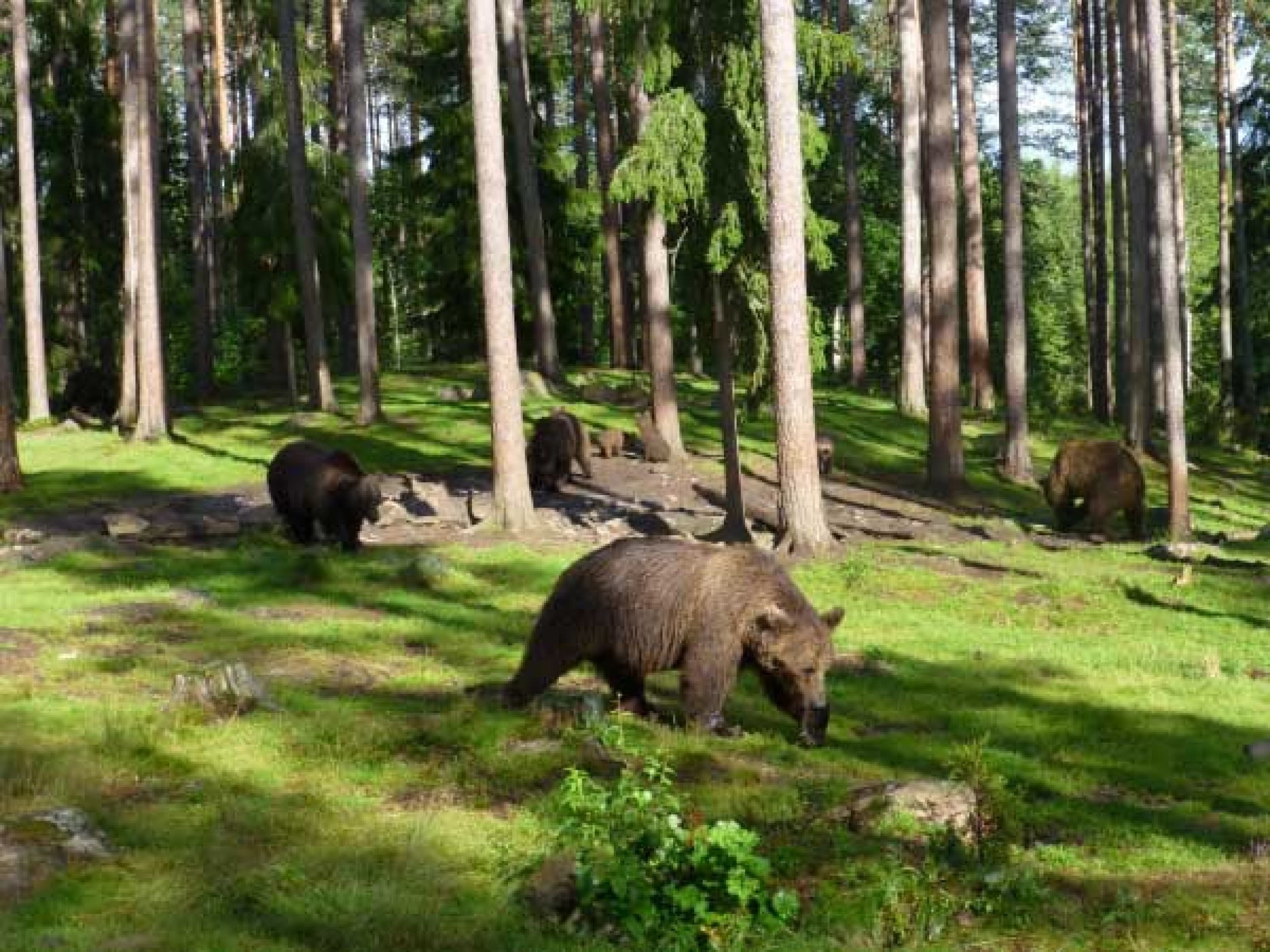 Iltaretki karhukojulle (2:lle) | Suomussalmi