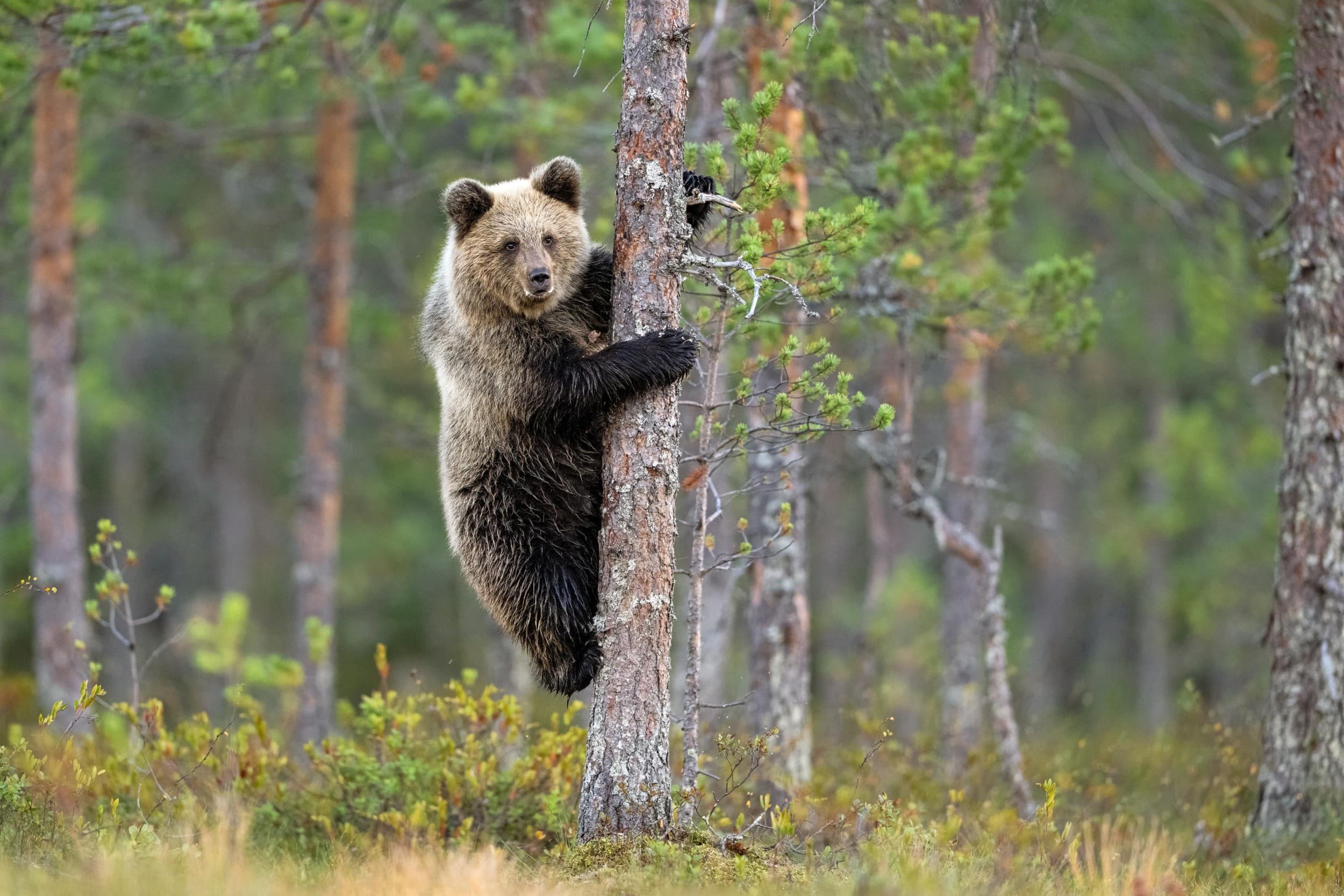 Karhujen iltakatselu | Kuusamo | Elamyslahjat