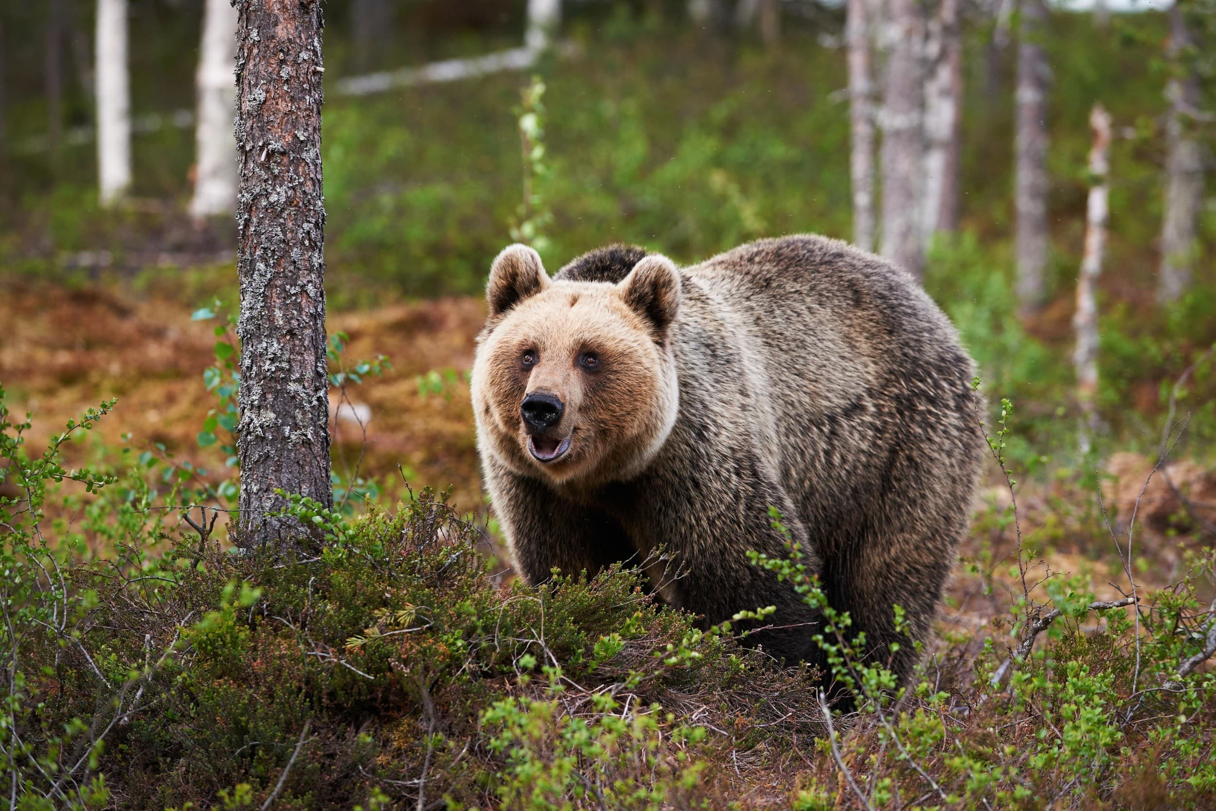 Karhujen yökatselu | Kuusamo | Elamyslahjat