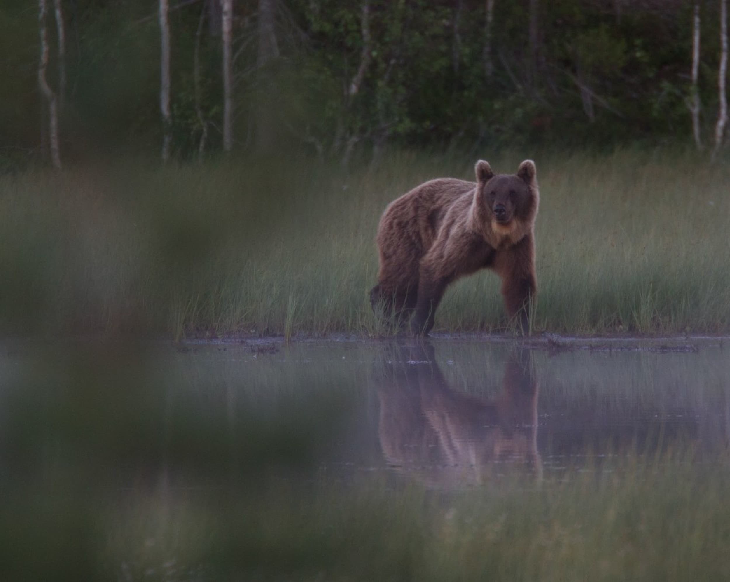 Karhujen yökatselu | Kuusamo | Elamyslahjat