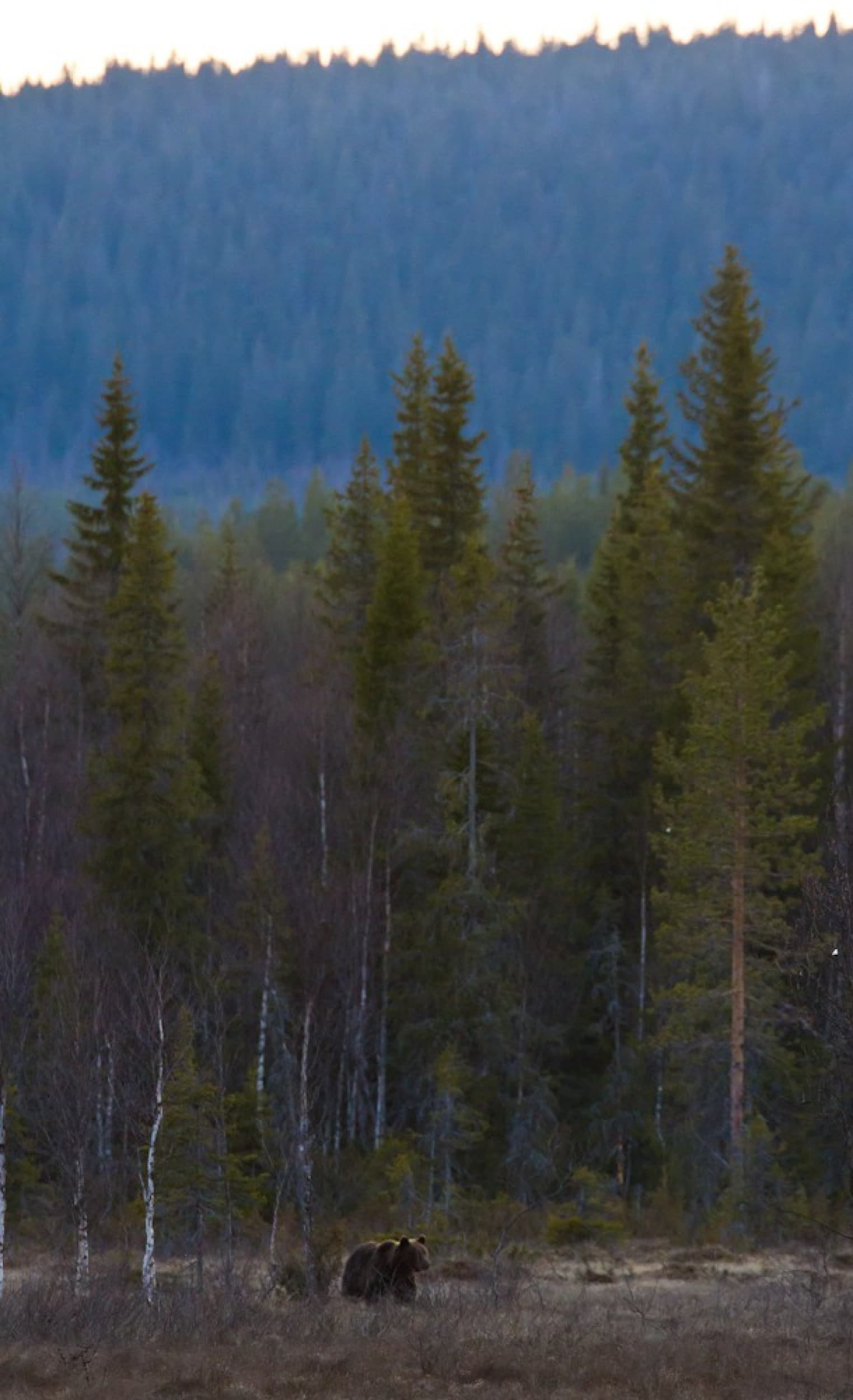 Karhujen yökatselu | Kuusamo | Elamyslahjat
