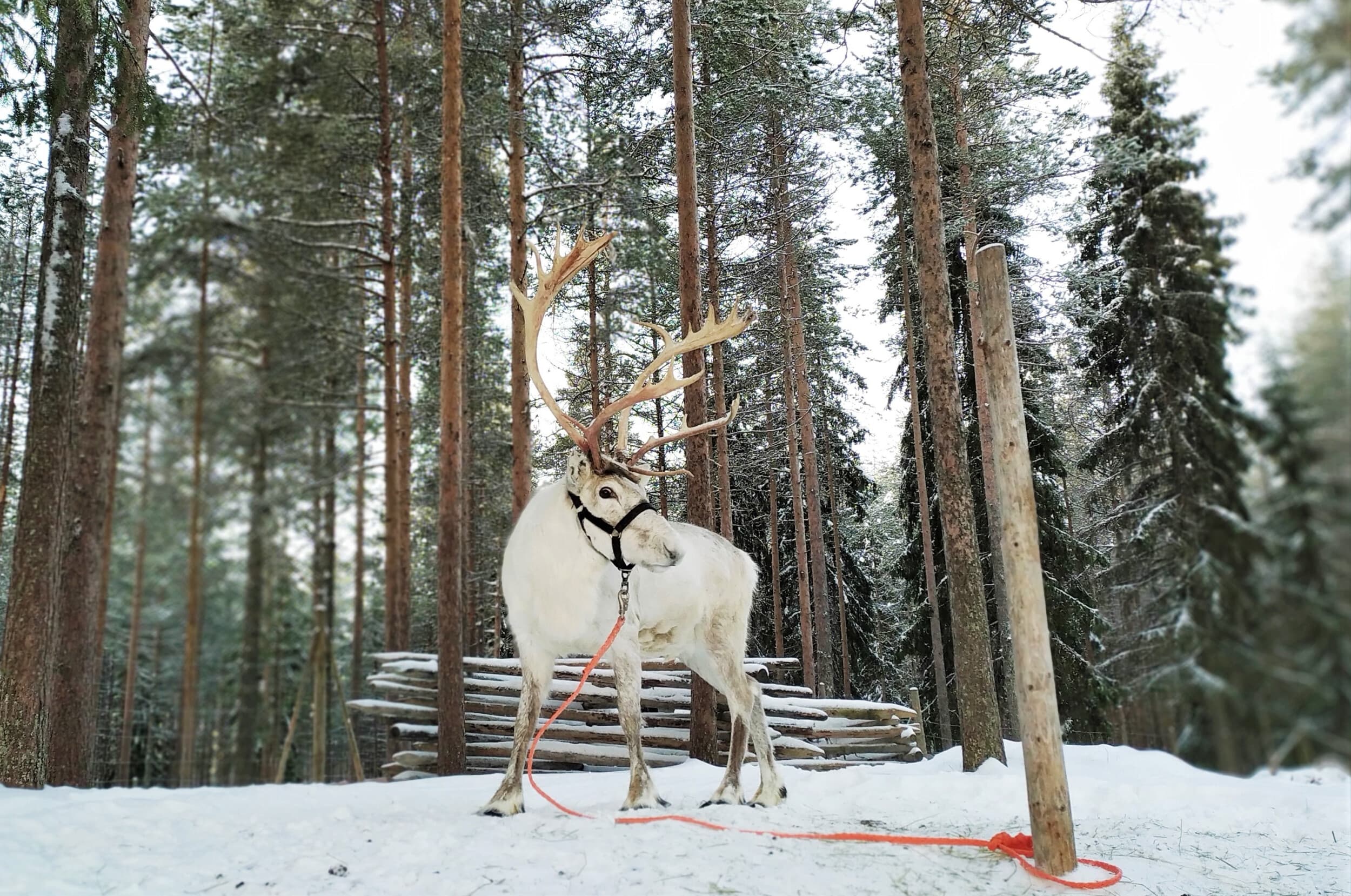 Porosafari kahdelle | Rovaniemi