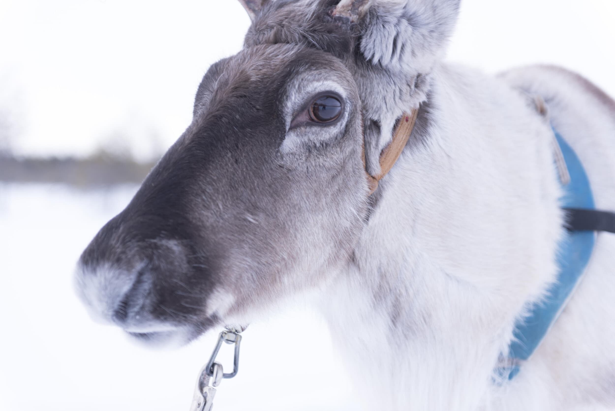 Porosafari kahdelle | Rovaniemi
