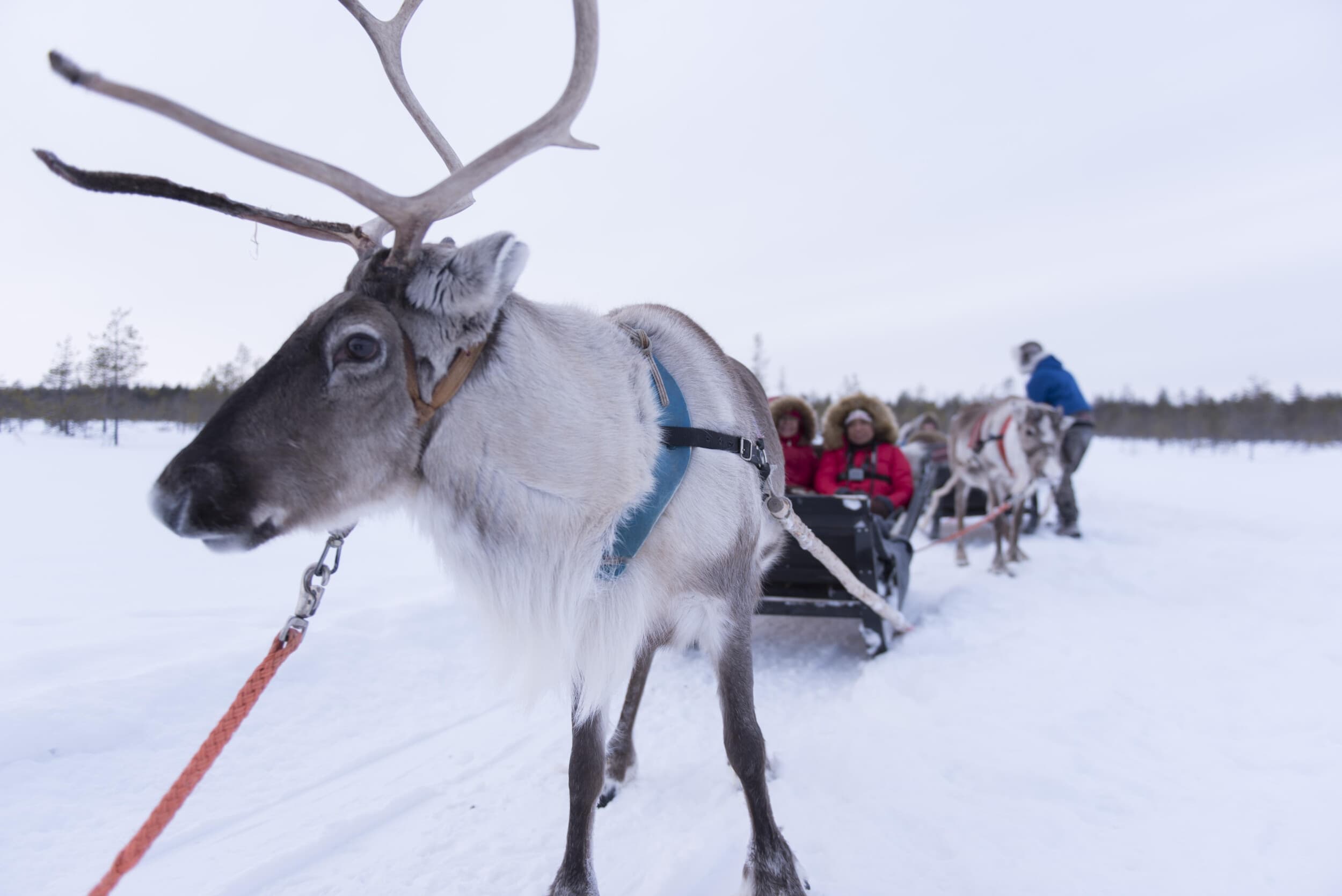Porosafari kahdelle | Rovaniemi