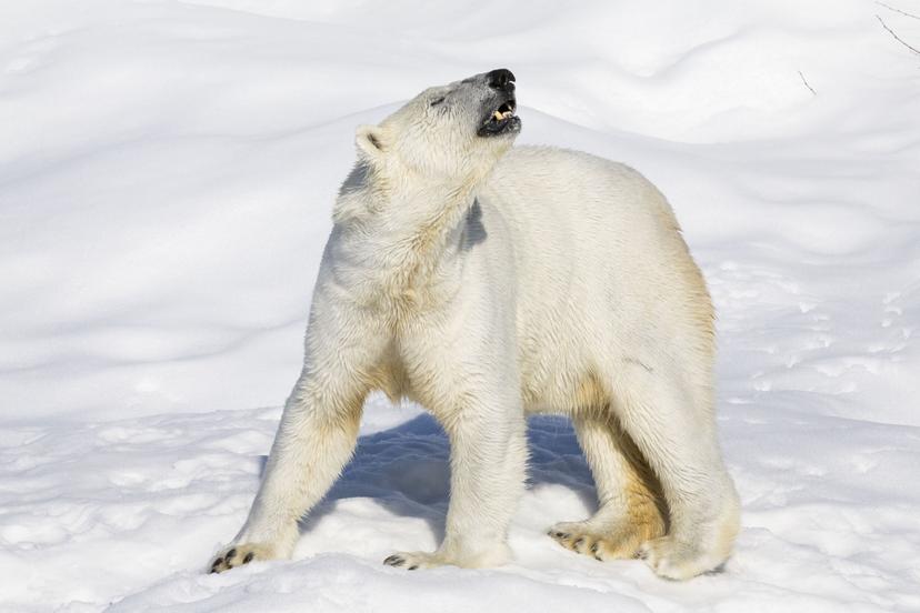 Retki Ranuan eläinpuistoon kahdelle | Rovaniemi