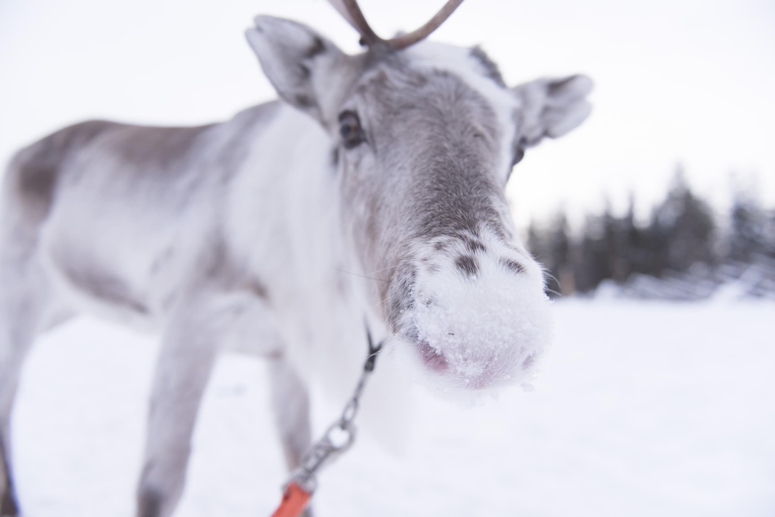 Vierailu porofarmilla ja porosafari kahdelle | Rovaniemi