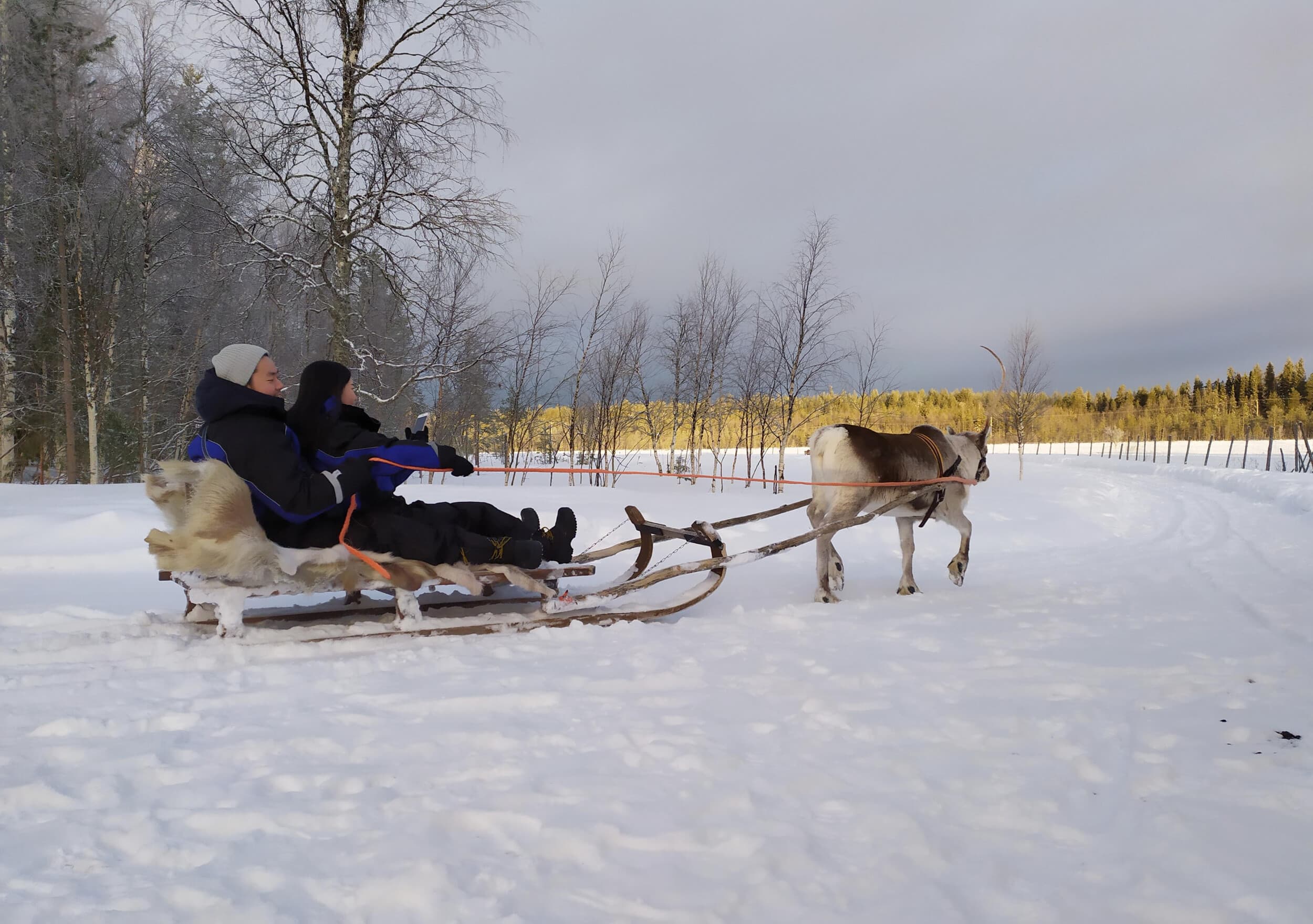 Vierailu porofarmilla ja porosafari kahdelle | Rovaniemi