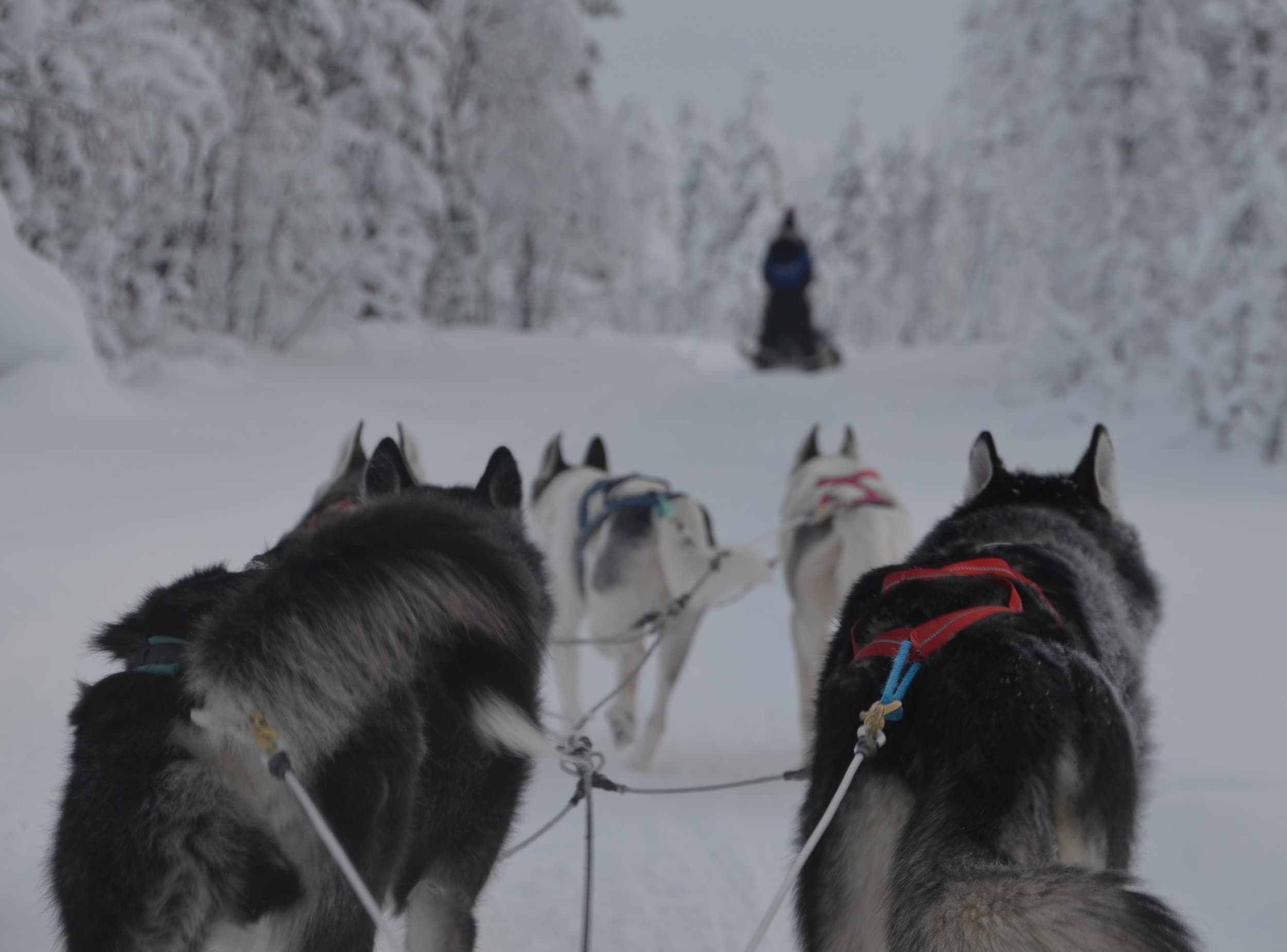 Vierailu huskyfarmilla ja huskysafari kahdelle | Rovaniemi | Elamyslahjat