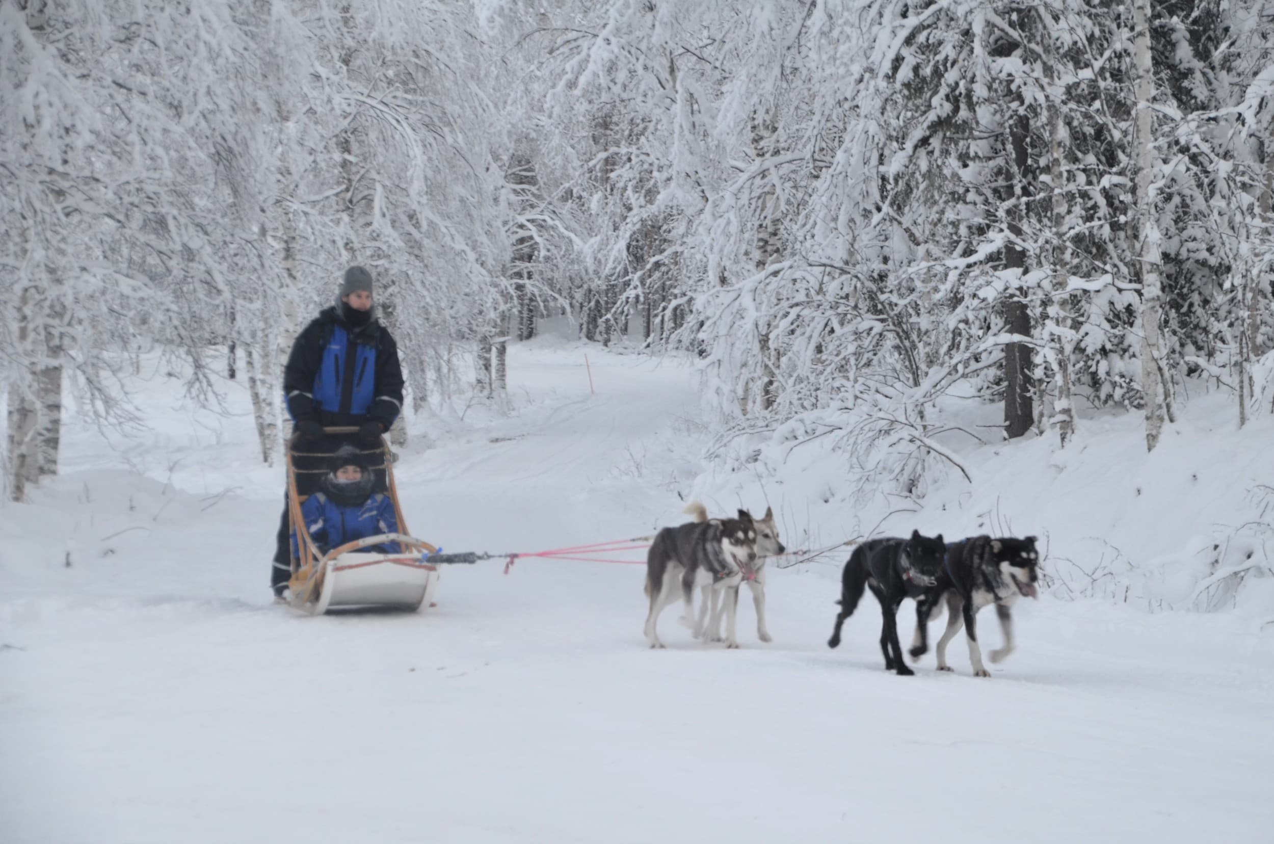 Vierailu huskyfarmilla ja huskysafari kahdelle | Rovaniemi | Elamyslahjat