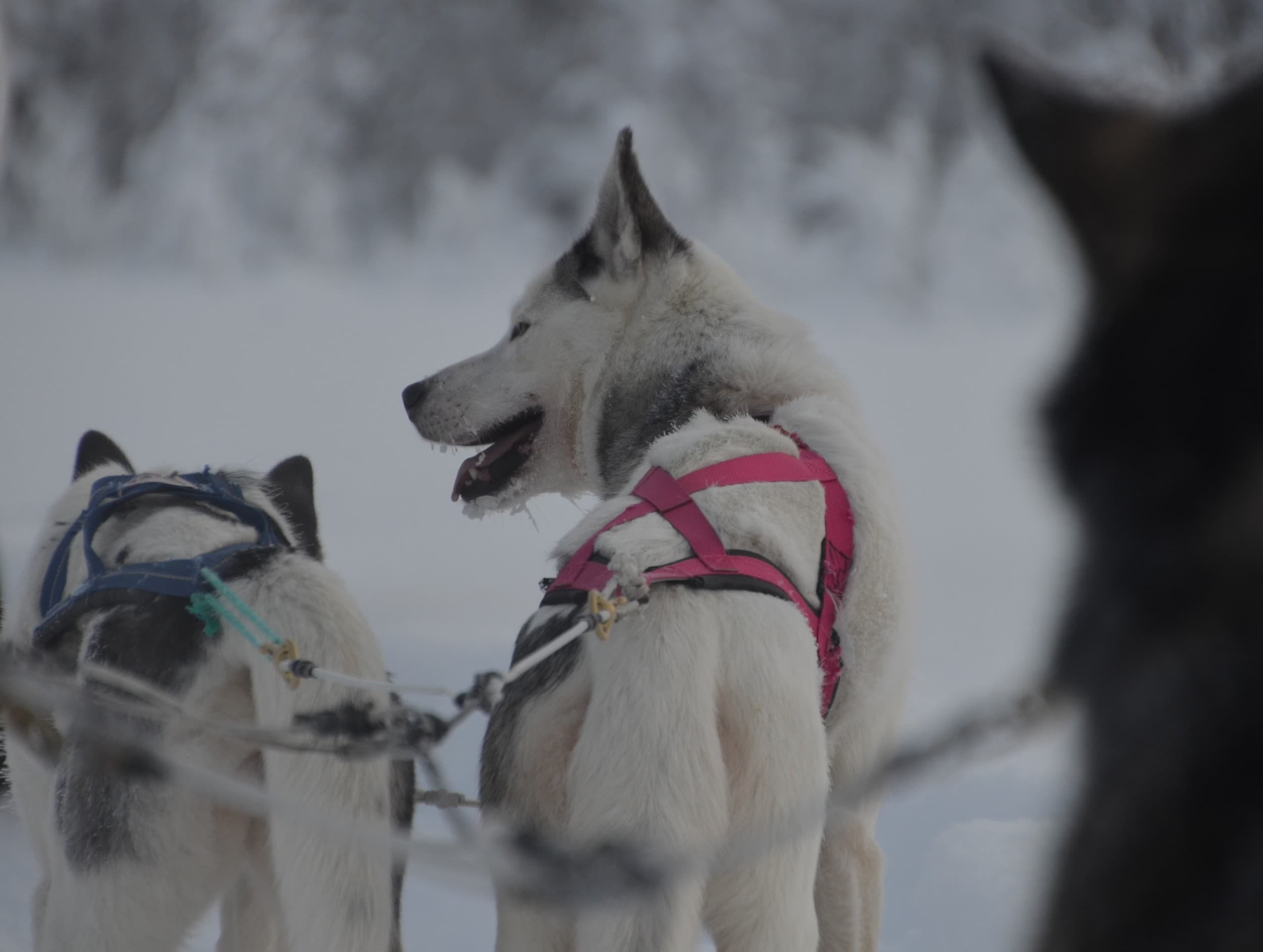 Vierailu huskyfarmilla ja huskysafari kahdelle | Rovaniemi | Elamyslahjat