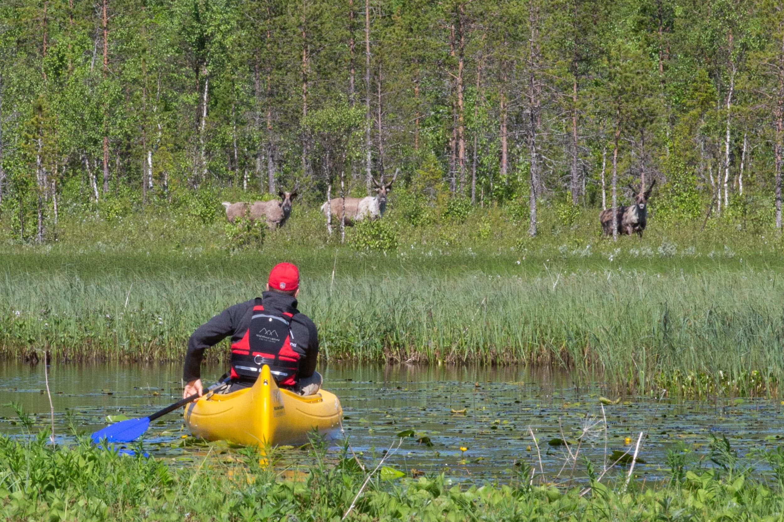 Porofarmi ja kanoottiretki kahdelle | Rovaniemi