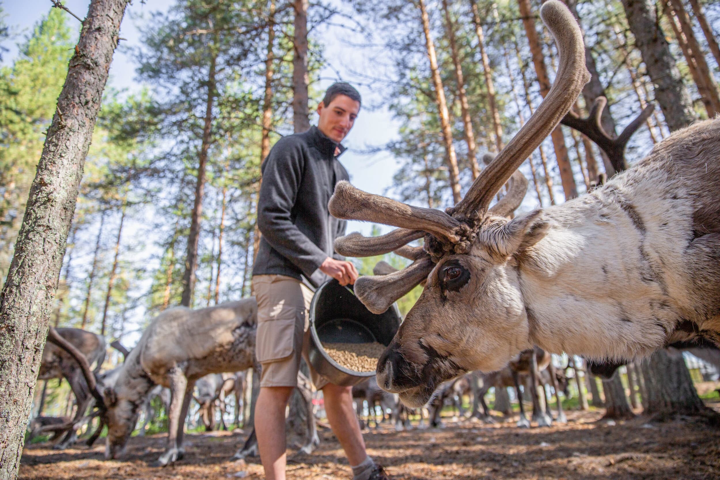 Porofarmi ja kanoottiretki kahdelle | Rovaniemi