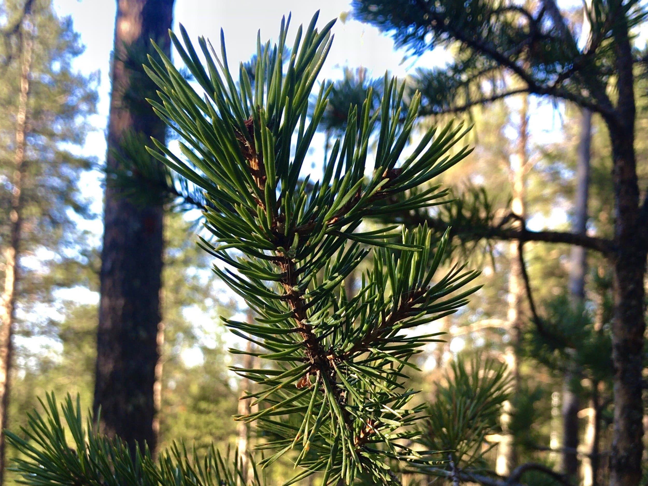 Kesäinen selviytymisretki Lapissa kahdelle | Rovaniemi