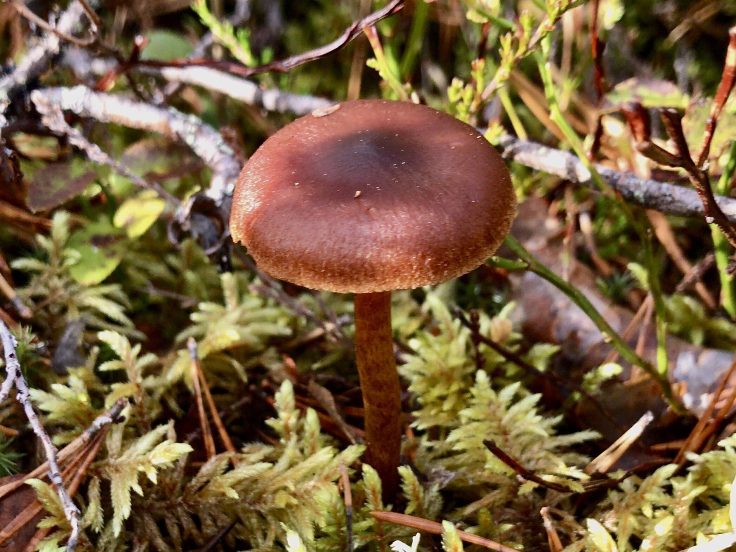 Kesäinen selviytymisretki Lapissa kahdelle | Rovaniemi