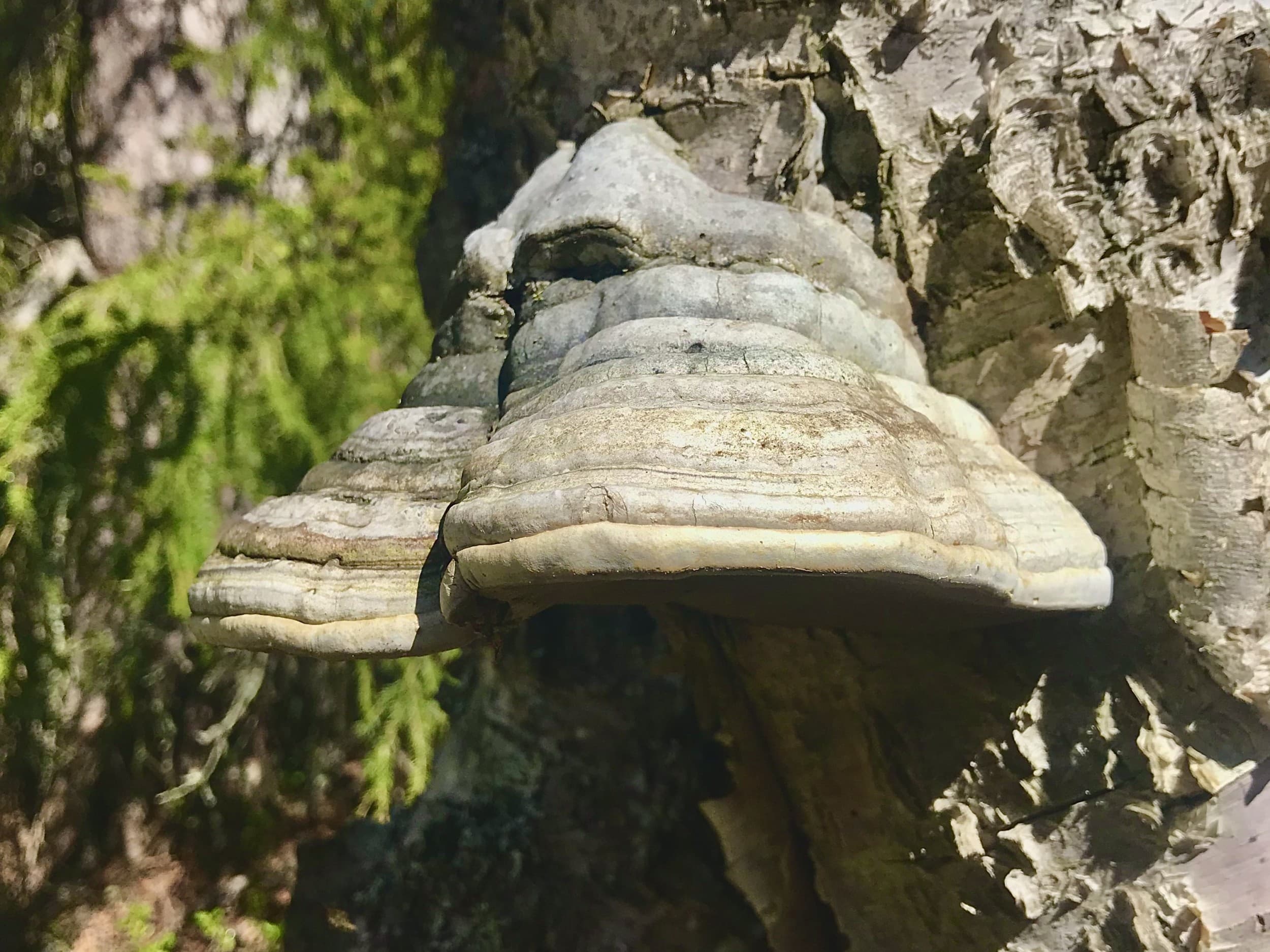 Kesäinen selviytymisretki Lapissa kahdelle | Rovaniemi