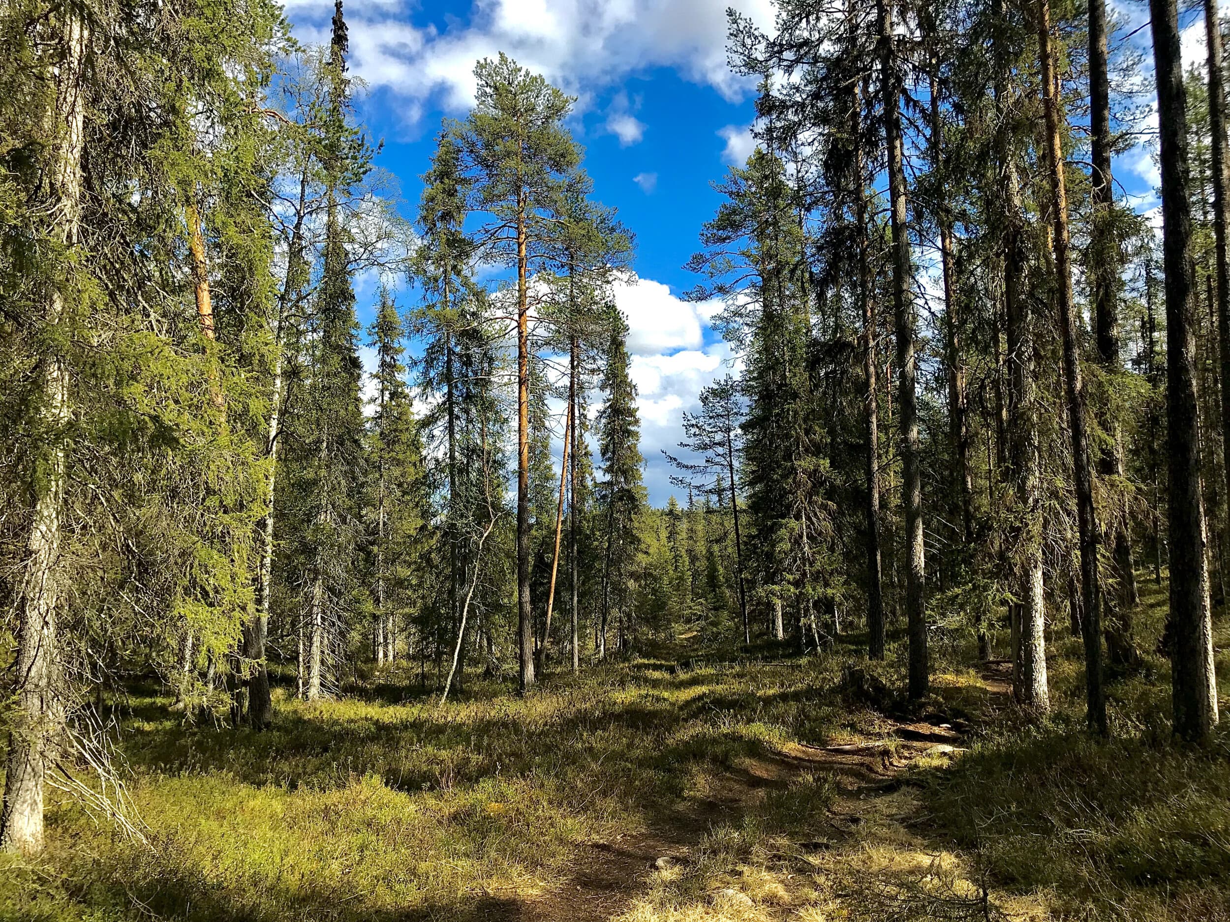 Kesäinen selviytymisretki Lapissa kahdelle | Rovaniemi
