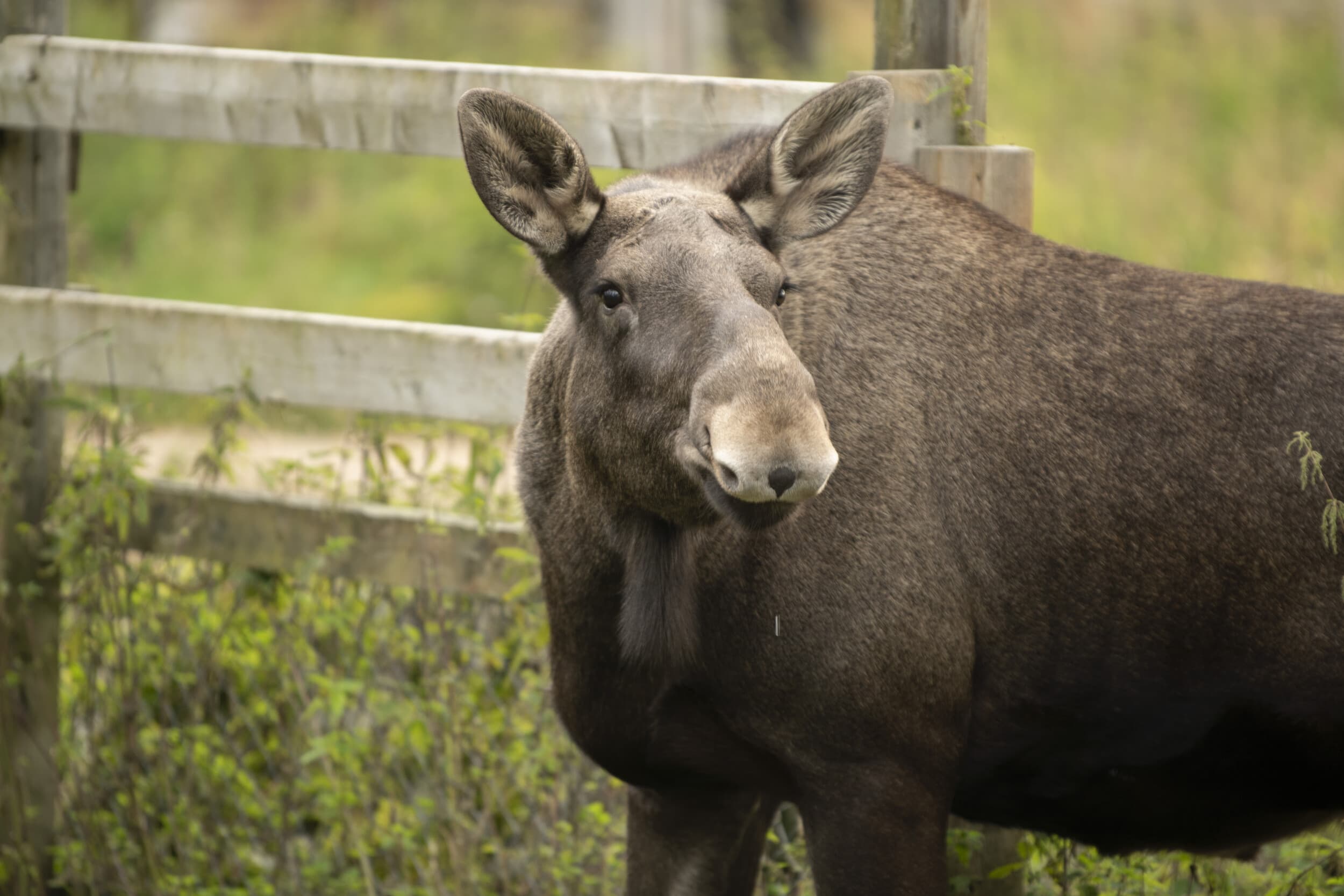 Retki porofarmille ja Ranuan eläinpuistoon kahdelle | Rovaniemi