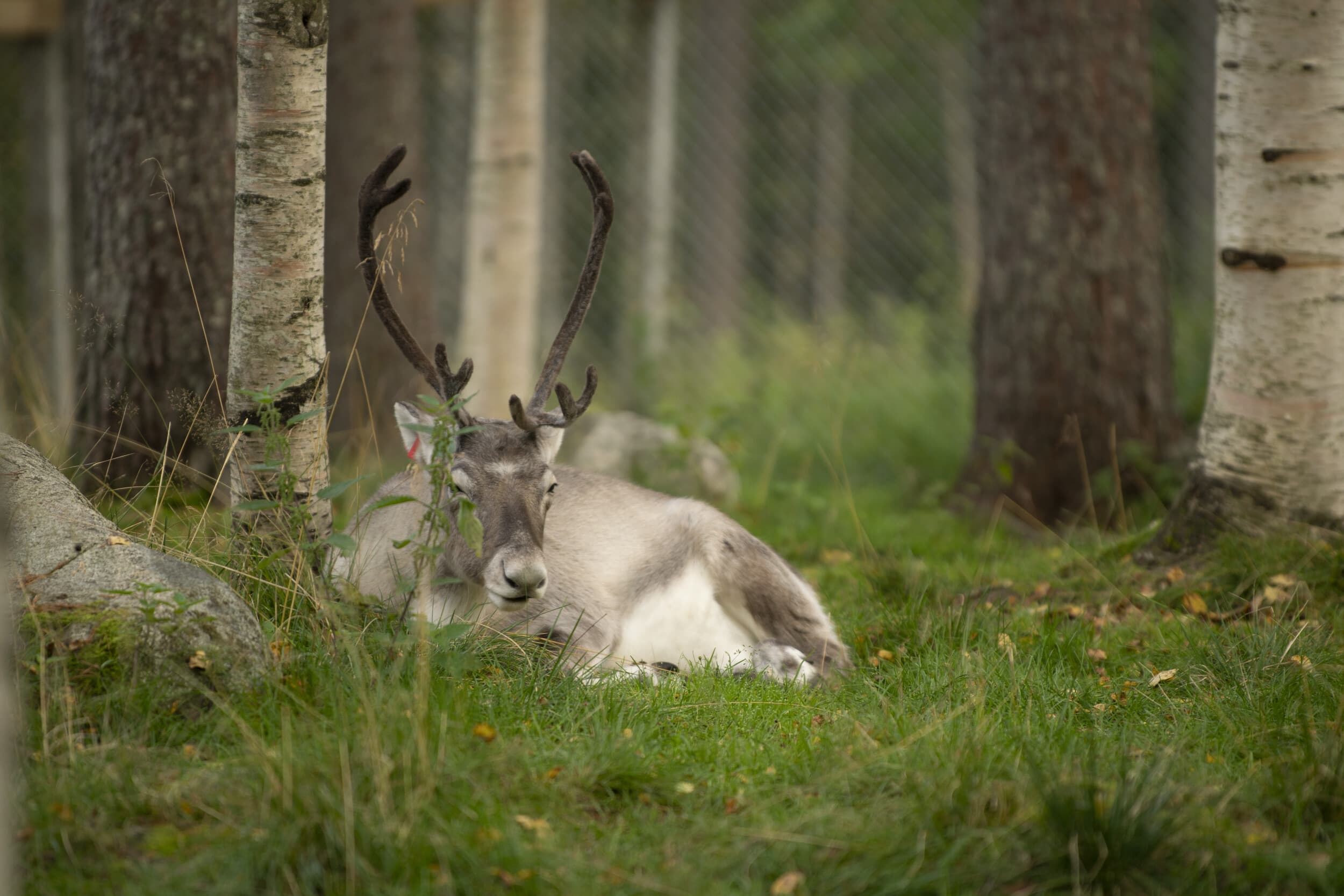 Retki porofarmille ja Ranuan eläinpuistoon kahdelle | Rovaniemi