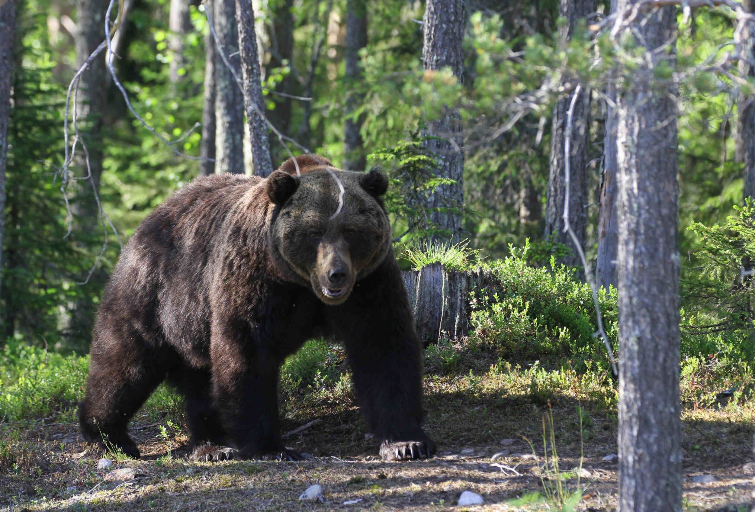 Retki porofarmille ja Ranuan eläinpuistoon kahdelle | Rovaniemi