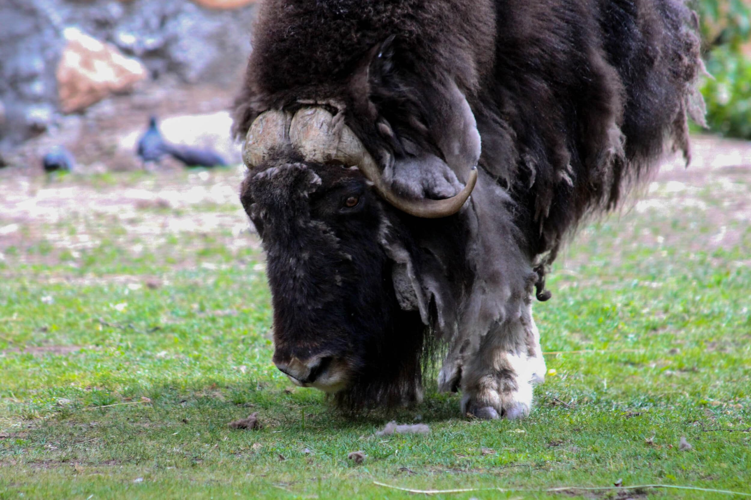 Retki porofarmille ja Ranuan eläinpuistoon kahdelle | Rovaniemi