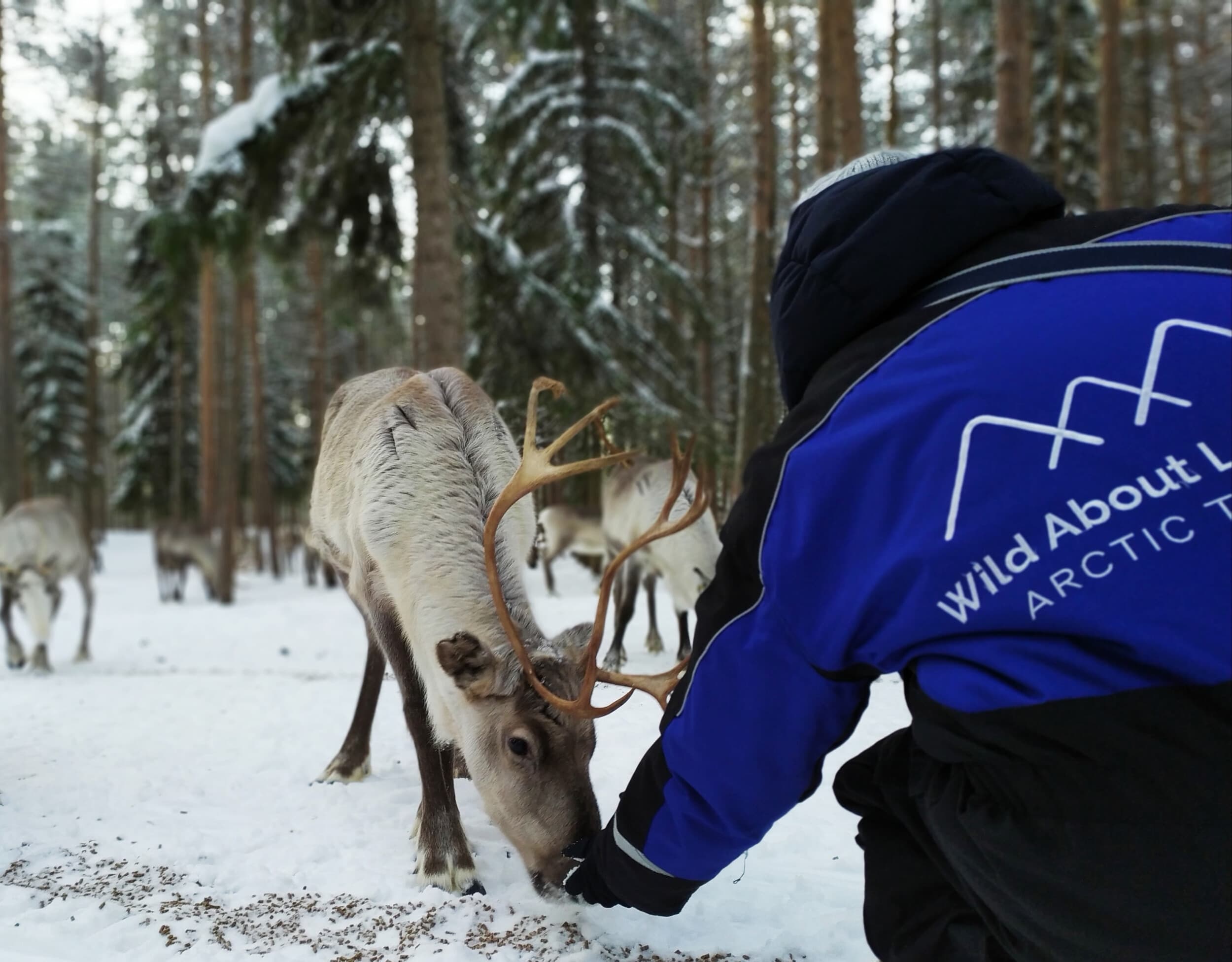 Retki porofarmille ja Ranuan eläinpuistoon kahdelle | Rovaniemi