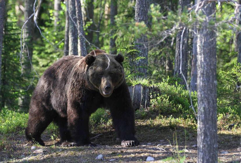 Yö villieläinten parissa kahdelle | Rovaniemi