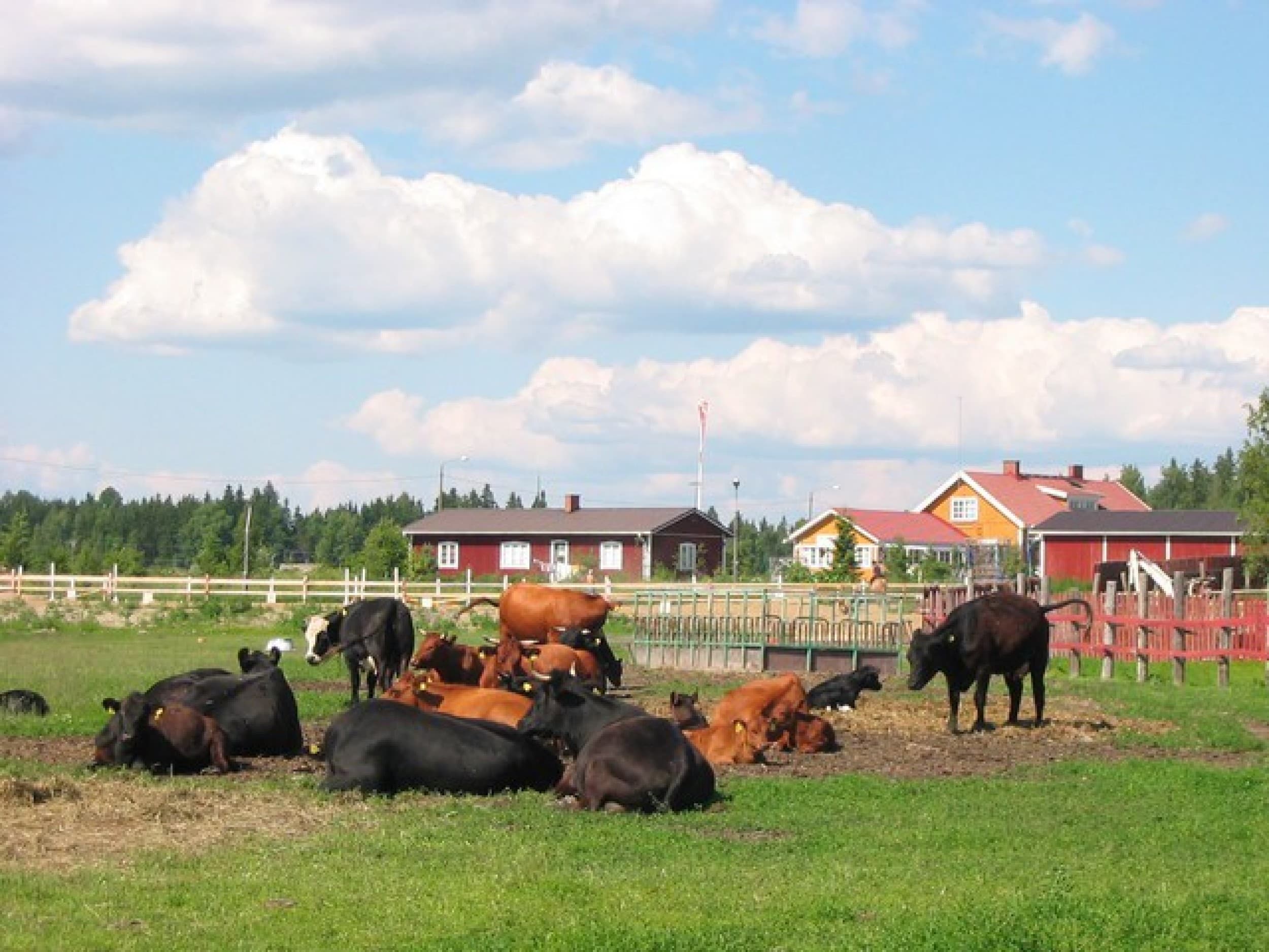 Aamiaismajoituspaketti perheelle maatilalla | Valkeakoski