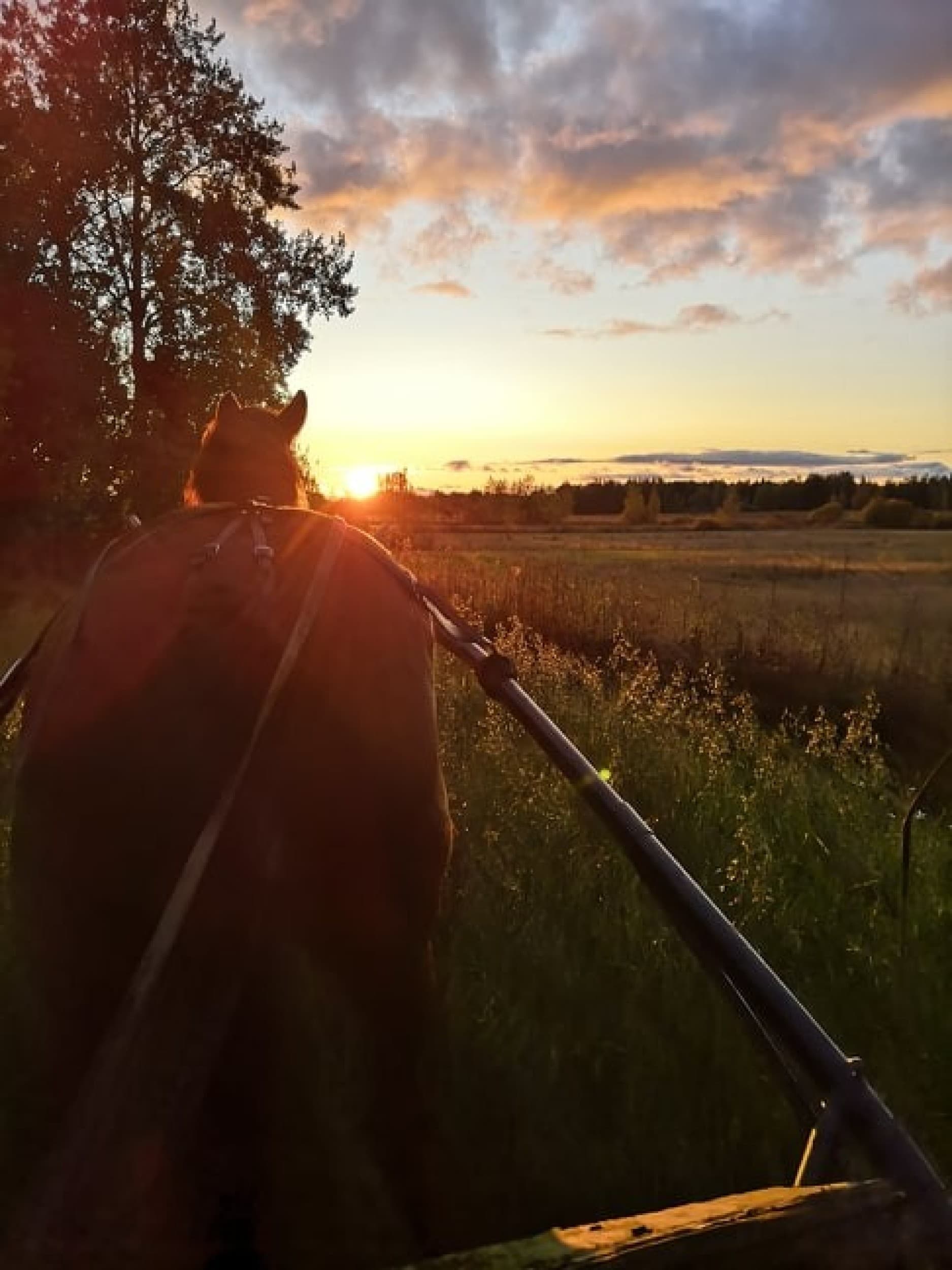 Aamiaismajoituspaketti perheelle maatilalla | Valkeakoski