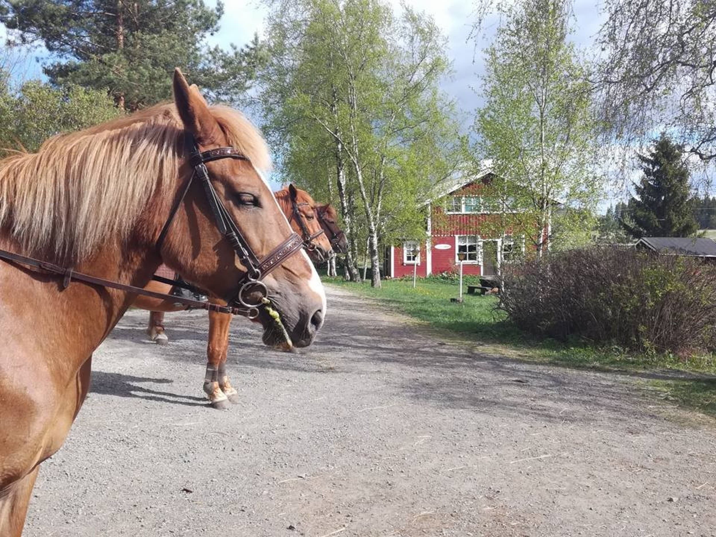 Aamiaismajoituspaketti perheelle maatilalla | Valkeakoski