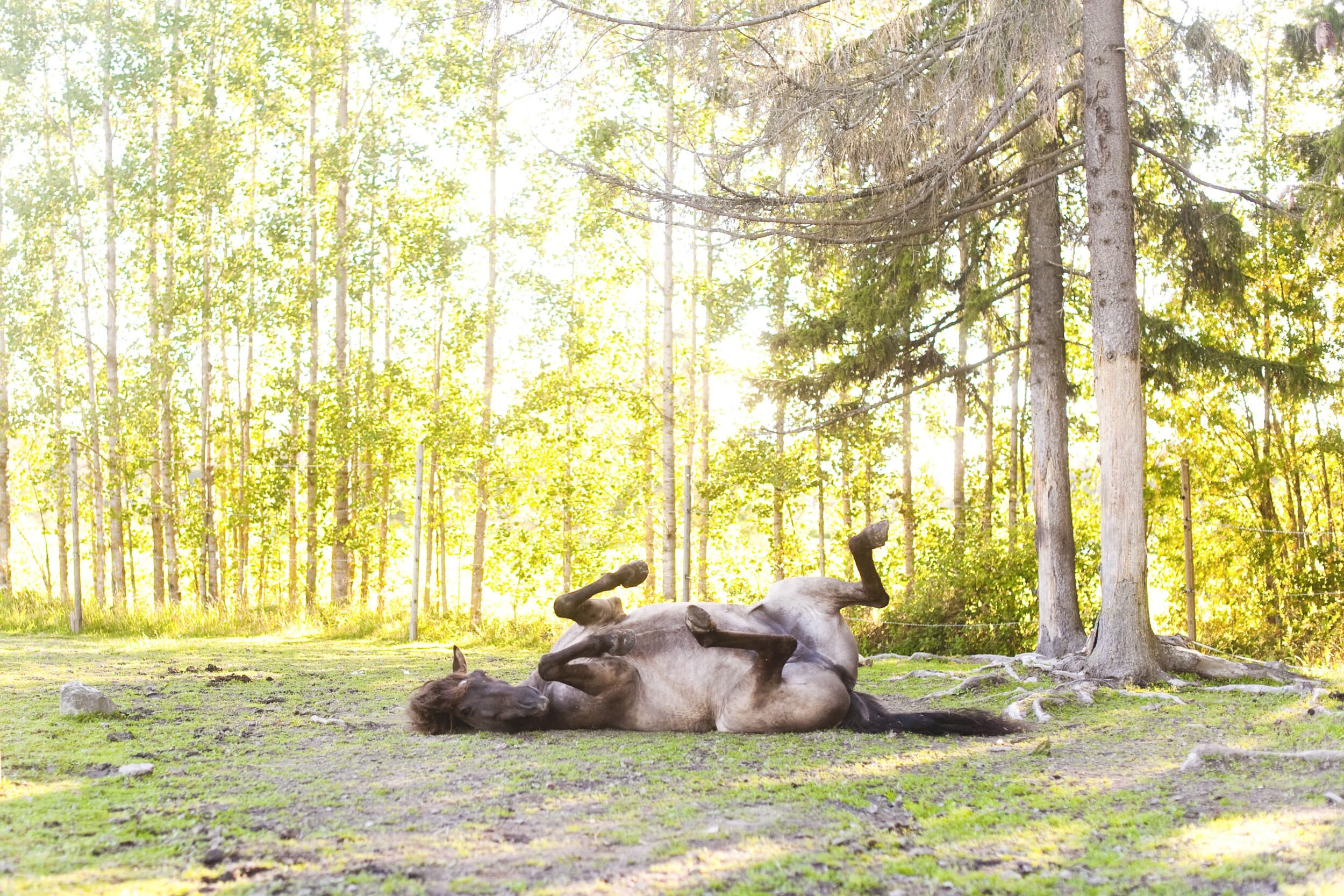 Kahden tunnin köpöttelyvaellus Issikalla | Järvenpää | Elamyslahjat