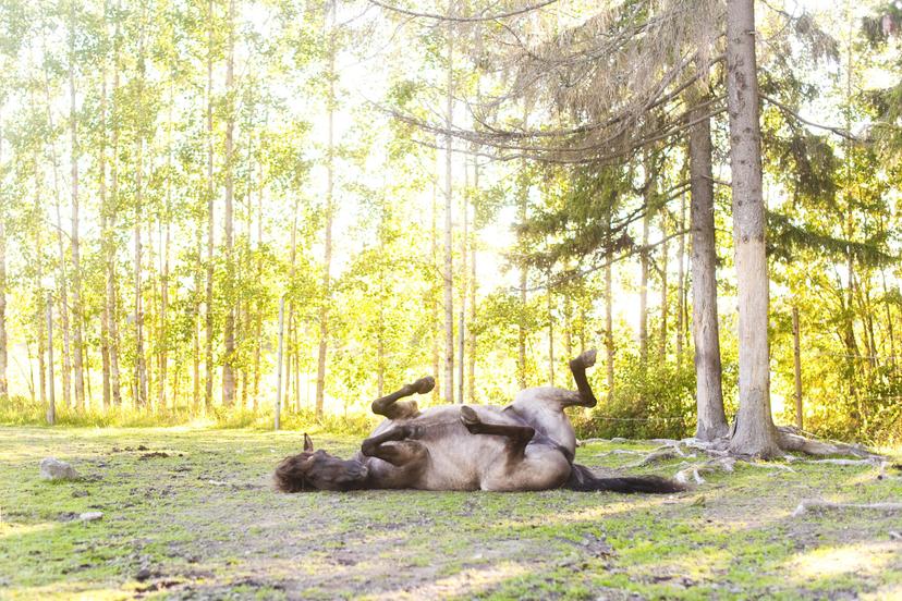 Kahden tunnin köpöttelyvaellus Issikalla | Järvenpää