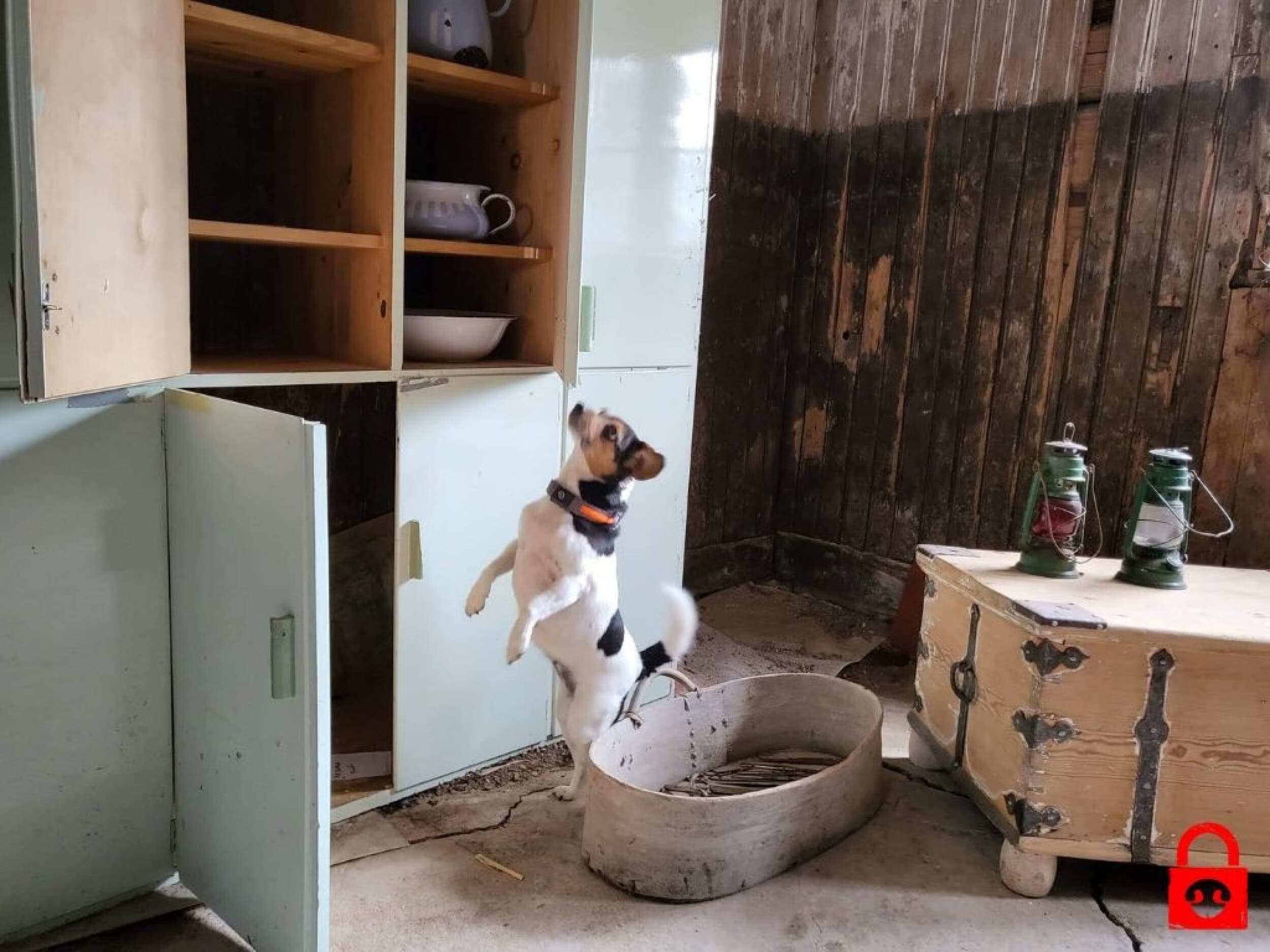 DOGescape koirapakopeli 2-4:lle - Hevoslääkärin resepti | Nummela