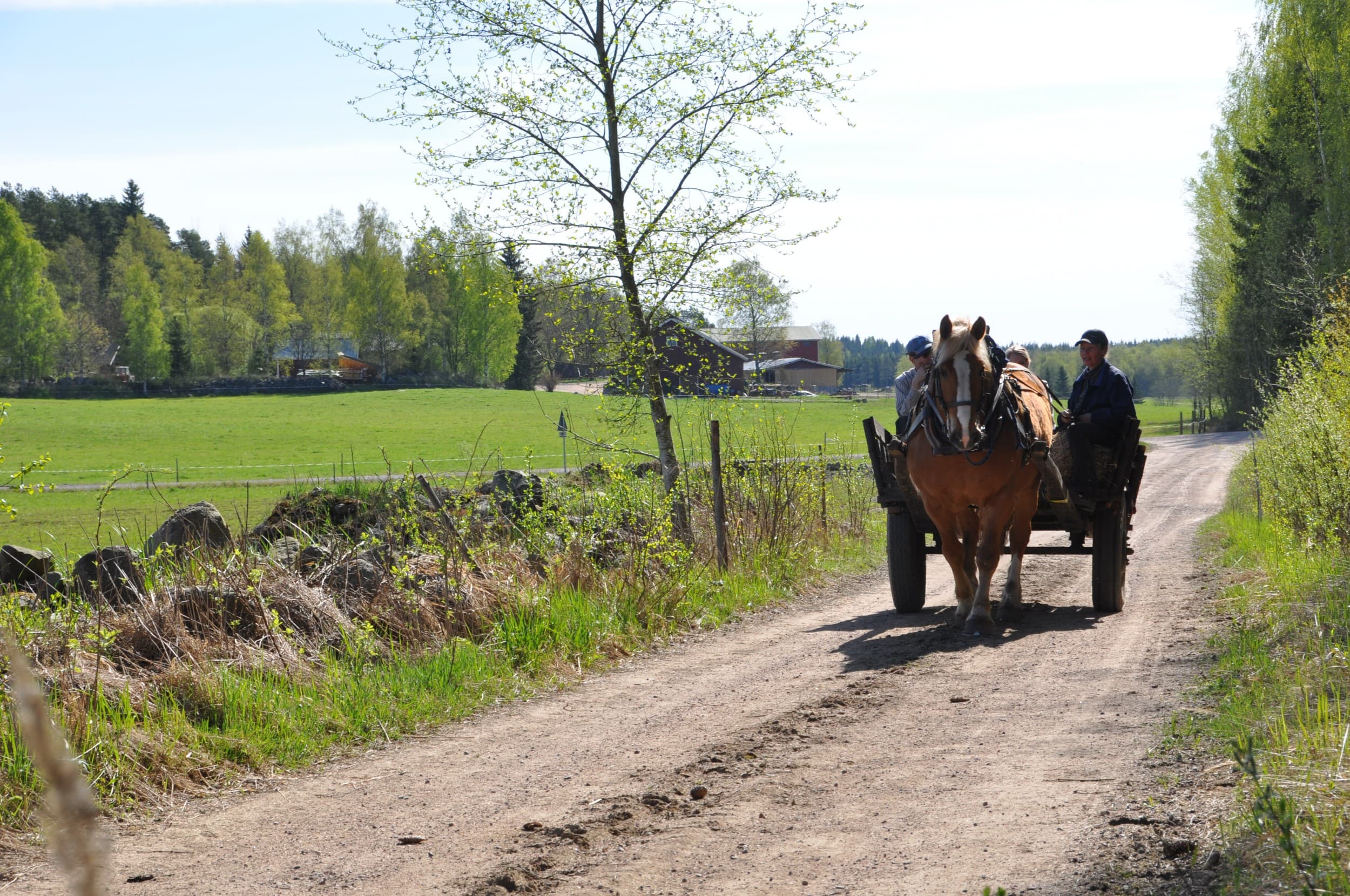 Aloittelijoiden Metsäretki ratsain laavulle (1 hlö) | Ikaalinen | Elamyslahjat