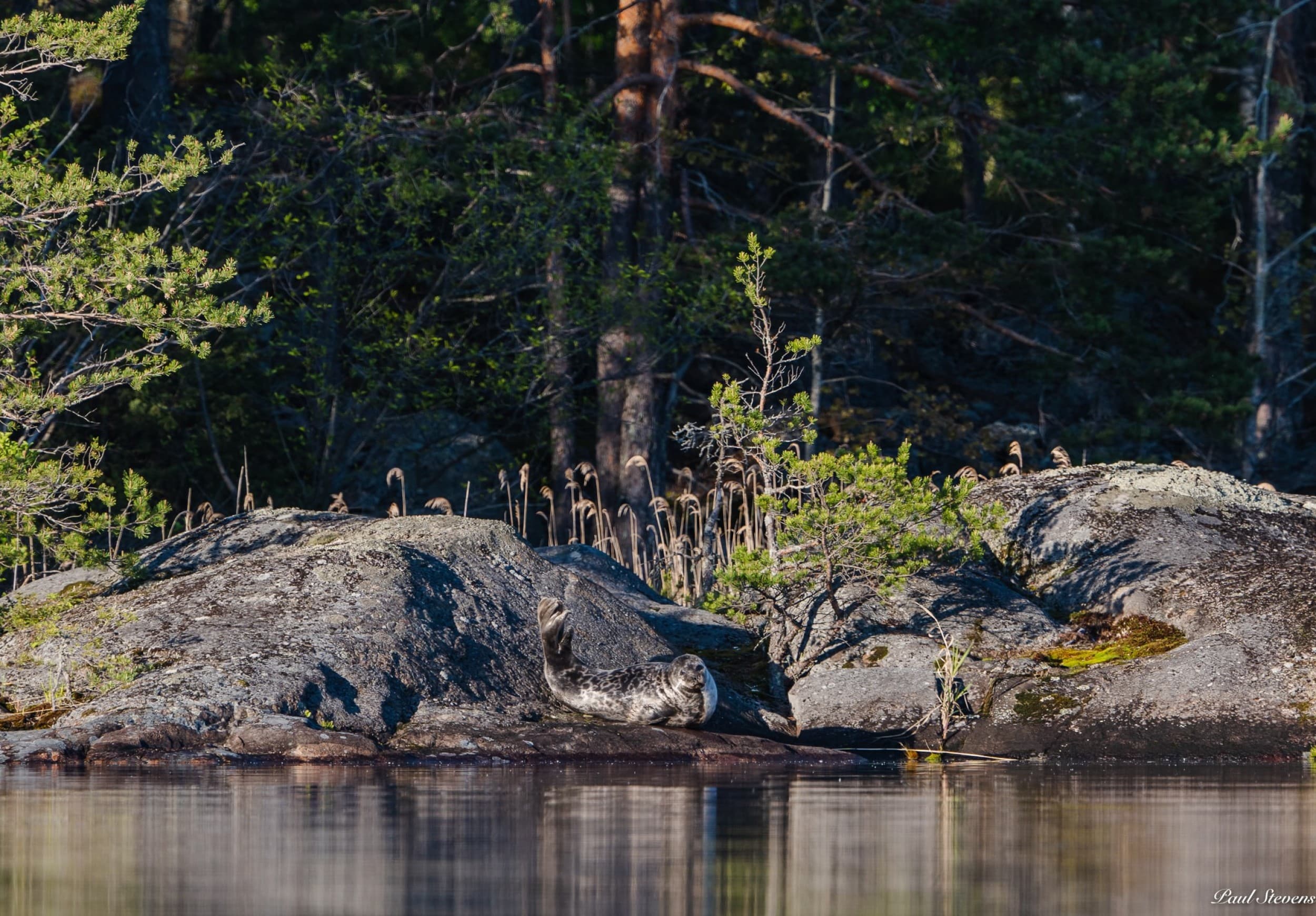 Saimaaretki lapselle ekopaatilla | Puumala