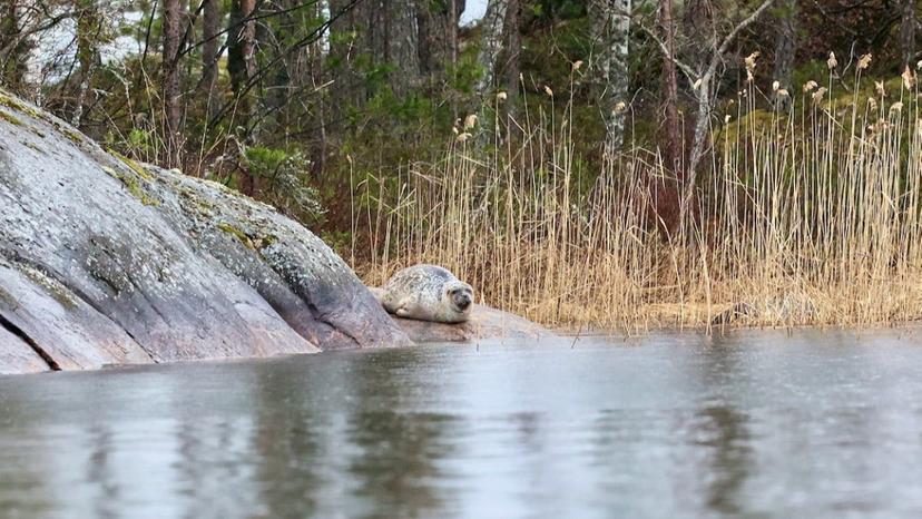 Norpparetki ekopaatilla kolmelle | Puumala