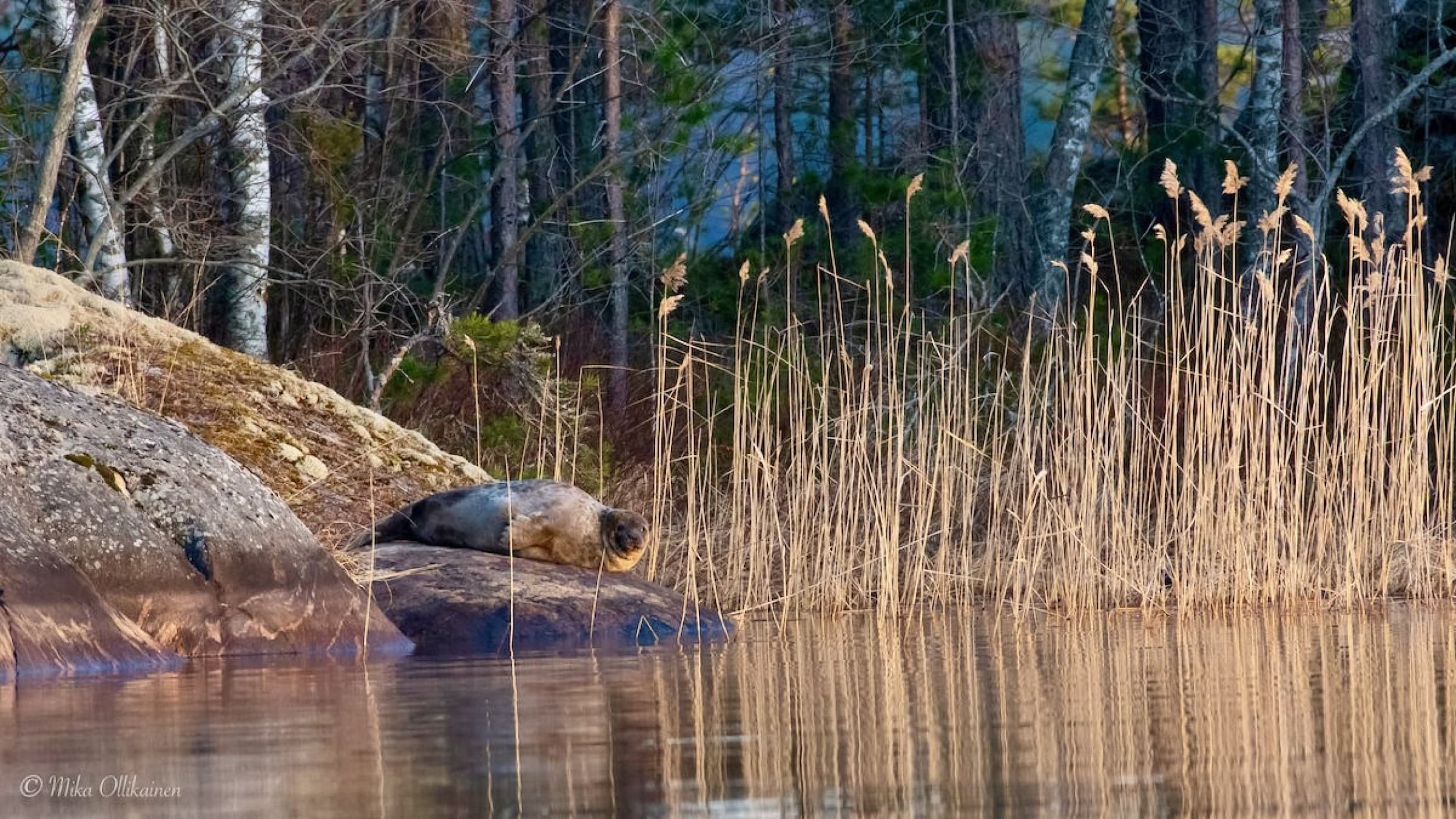 Norpparetki ekopaatilla neljälle | Puumala | Elamyslahjat