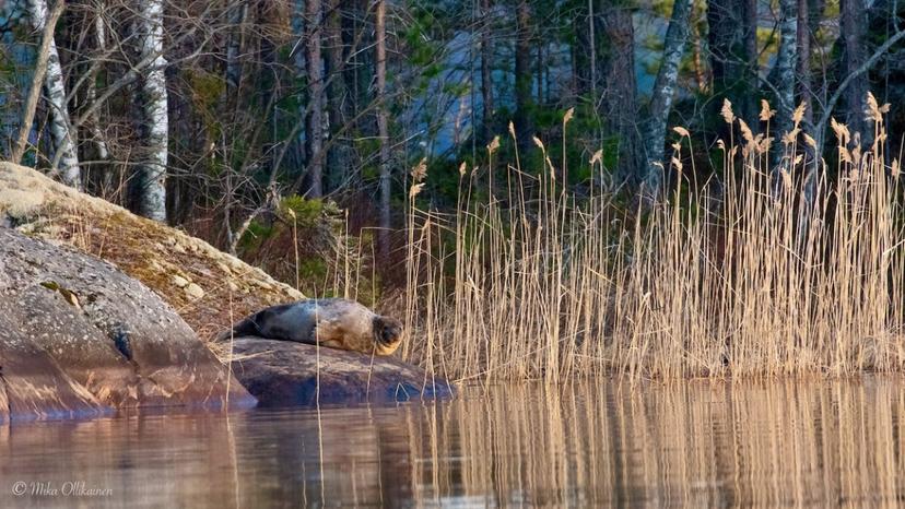 Norpparetki ekopaatilla neljälle | Puumala