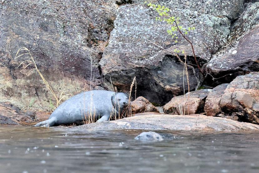 Norpparetki ekopaatilla viidelle | Puumala
