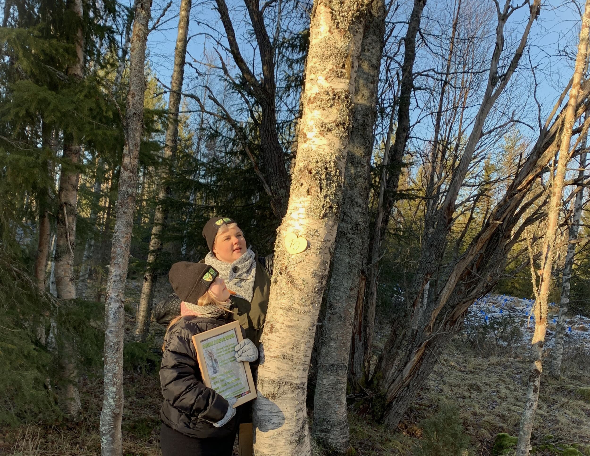 Ikioma puu - varmasti ekologinen lahja | Online | Elamyslahjat