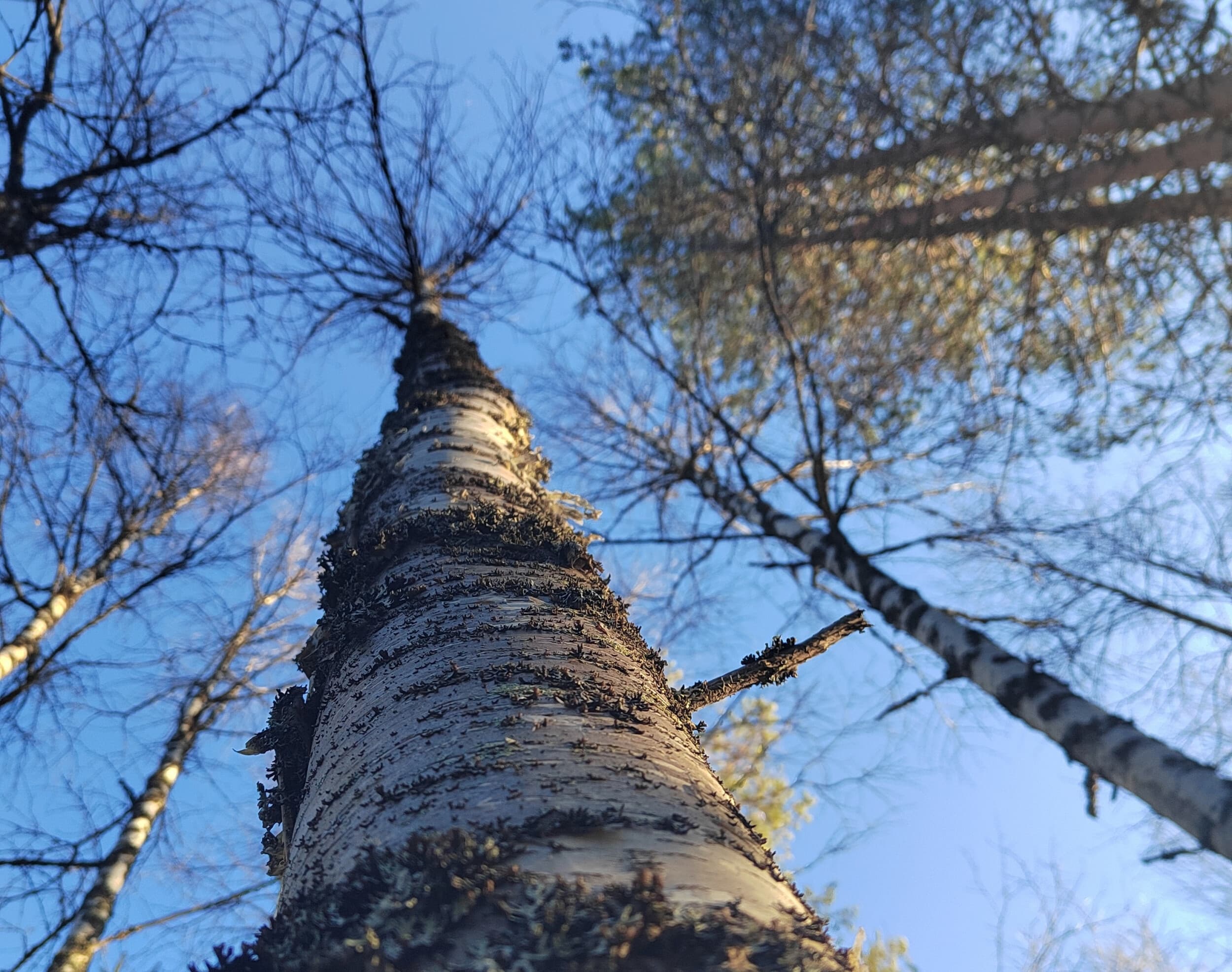 Ikioma puu - varmasti ekologinen lahja | Online | Elamyslahjat
