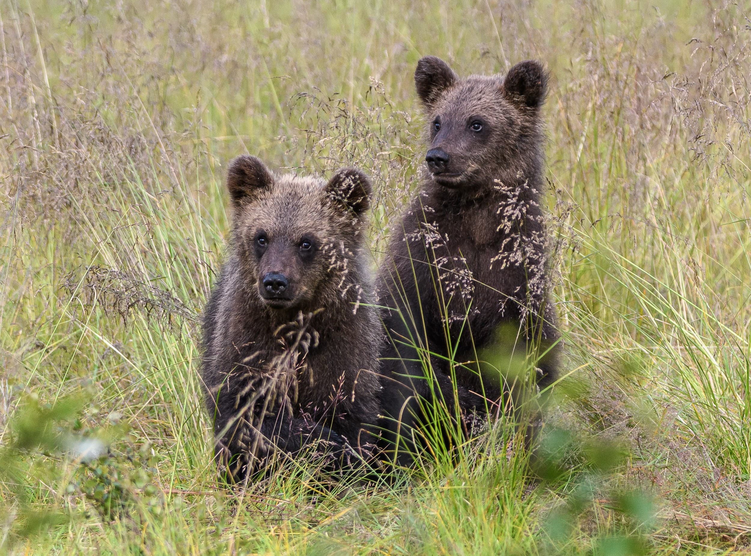 Karhujen iltakatseluretki | Kuusamo | Elamyslahjat